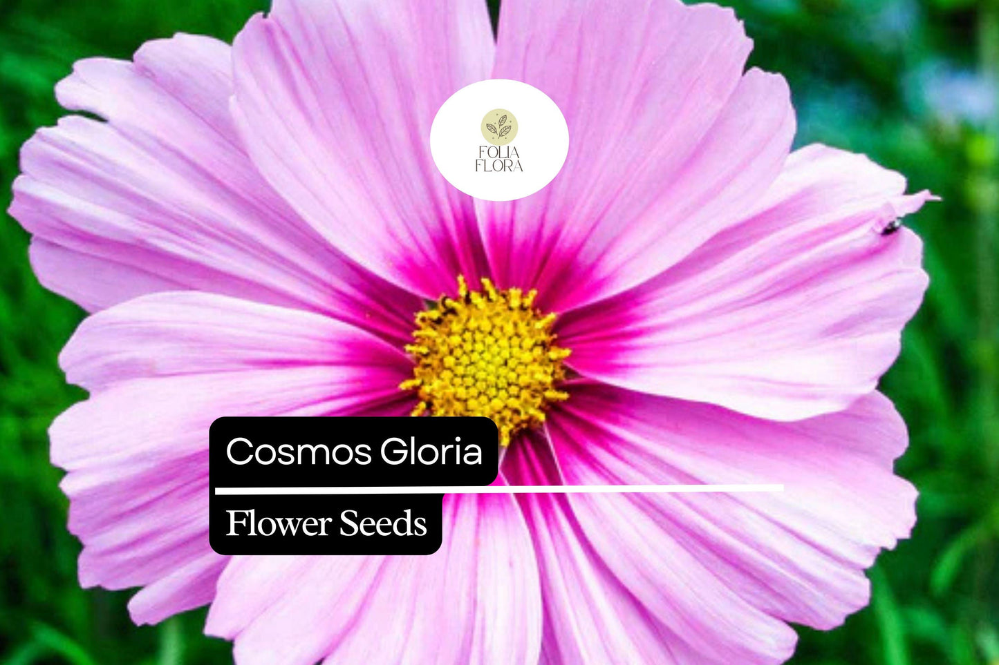 100 Seeds Cosmos Gloria (Cosmos bipinnatus) – Bright Pink Blooms, Pollinator-Friendly, Easy-to-Grow Annual Flower Seeds