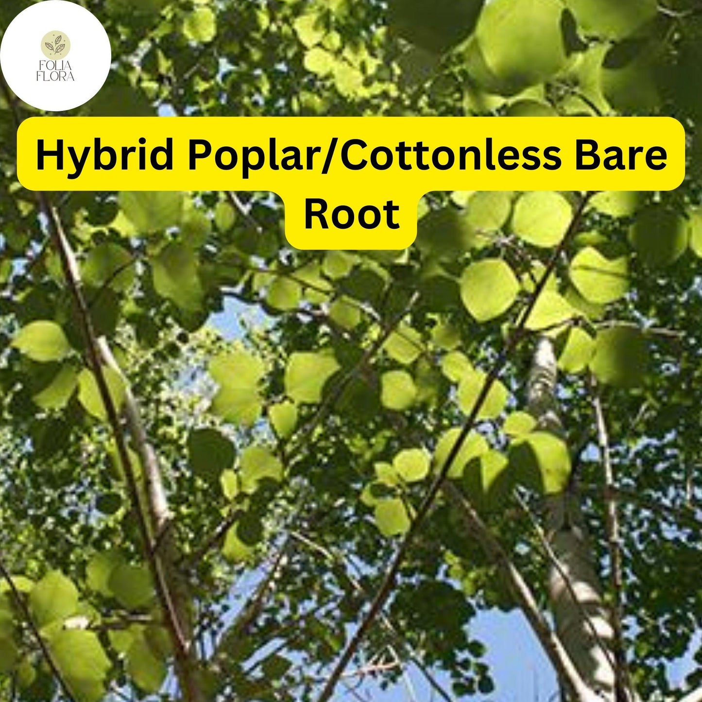 1 Live Bare Root Plant Hybrid Poplar Tree, Cottonless Cottonwood, 2-3 Feet, Fast-Growing Shade Tree
