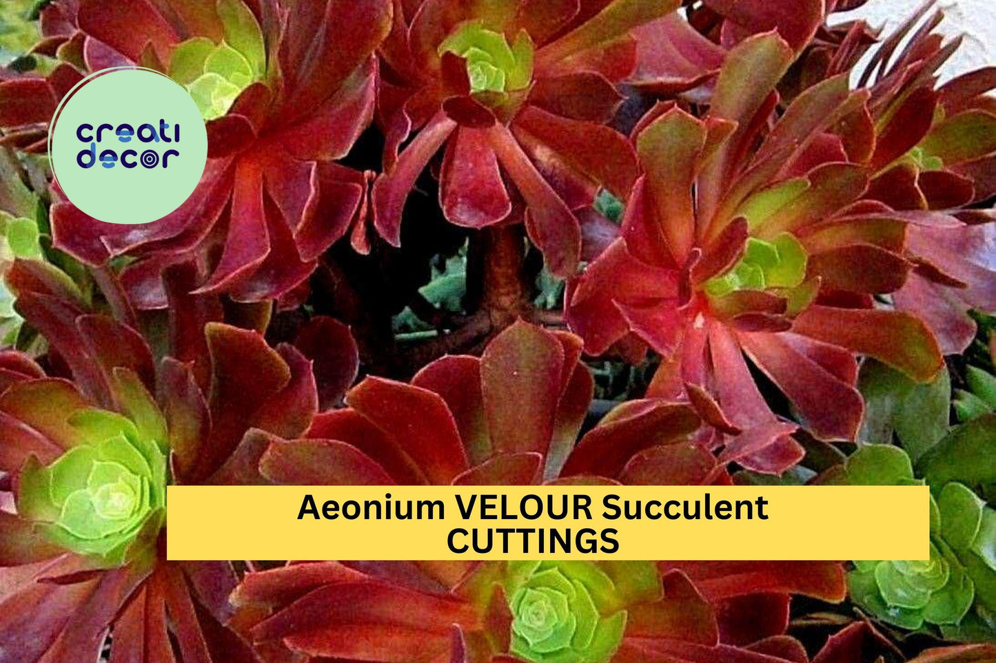 1 Aeonium 'Velour' Cutting – Large Unrooted Rosette with Deep Red & Green Leaves – Easy to Root – Stunning Succulent – USA