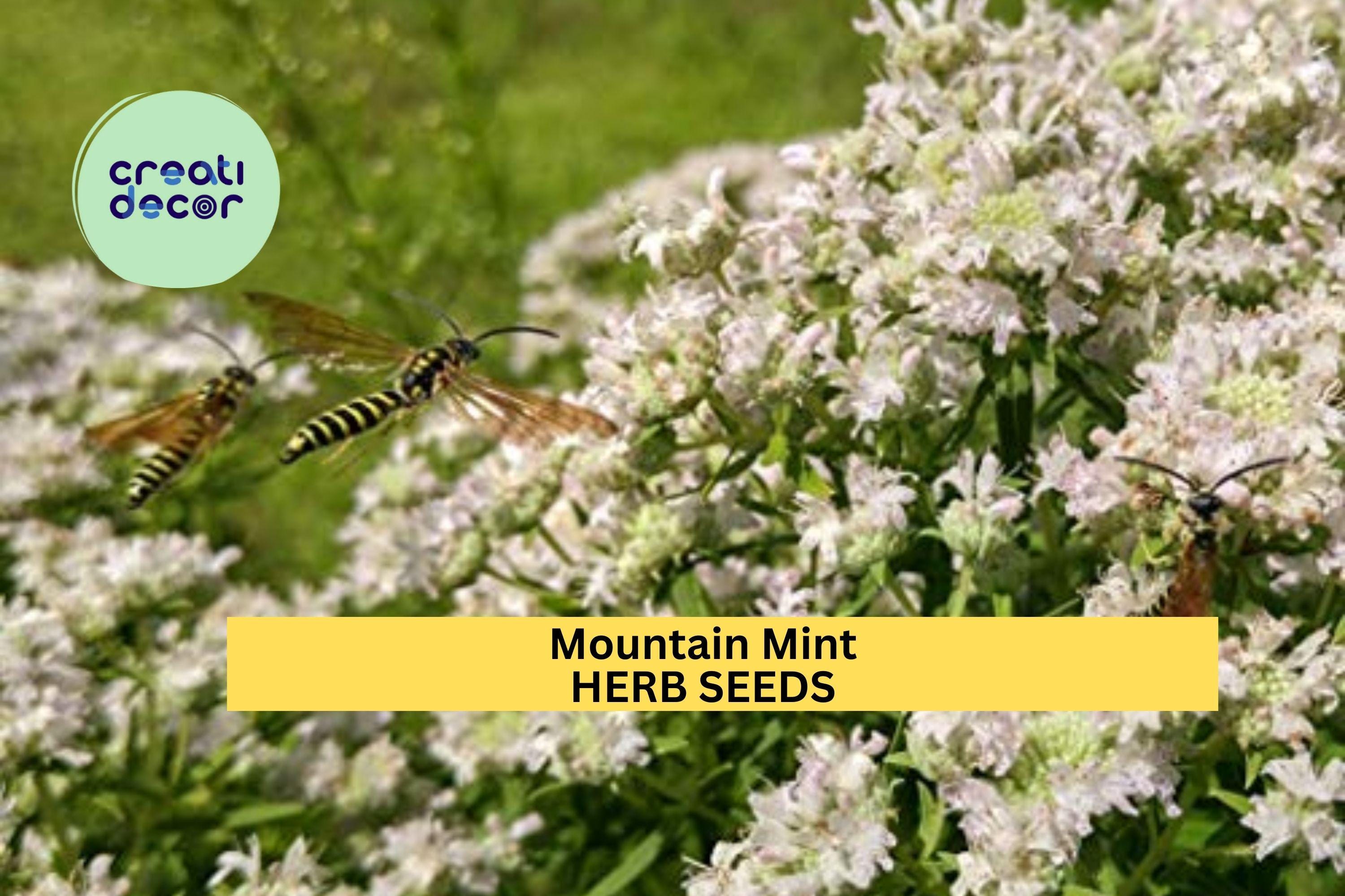 3pcs of 30mg Mountain Mint Herb Seeds – Aromatic Pollinator-Friendly Herb for Tea, Culinary & Landscaping – Seeds for Planting