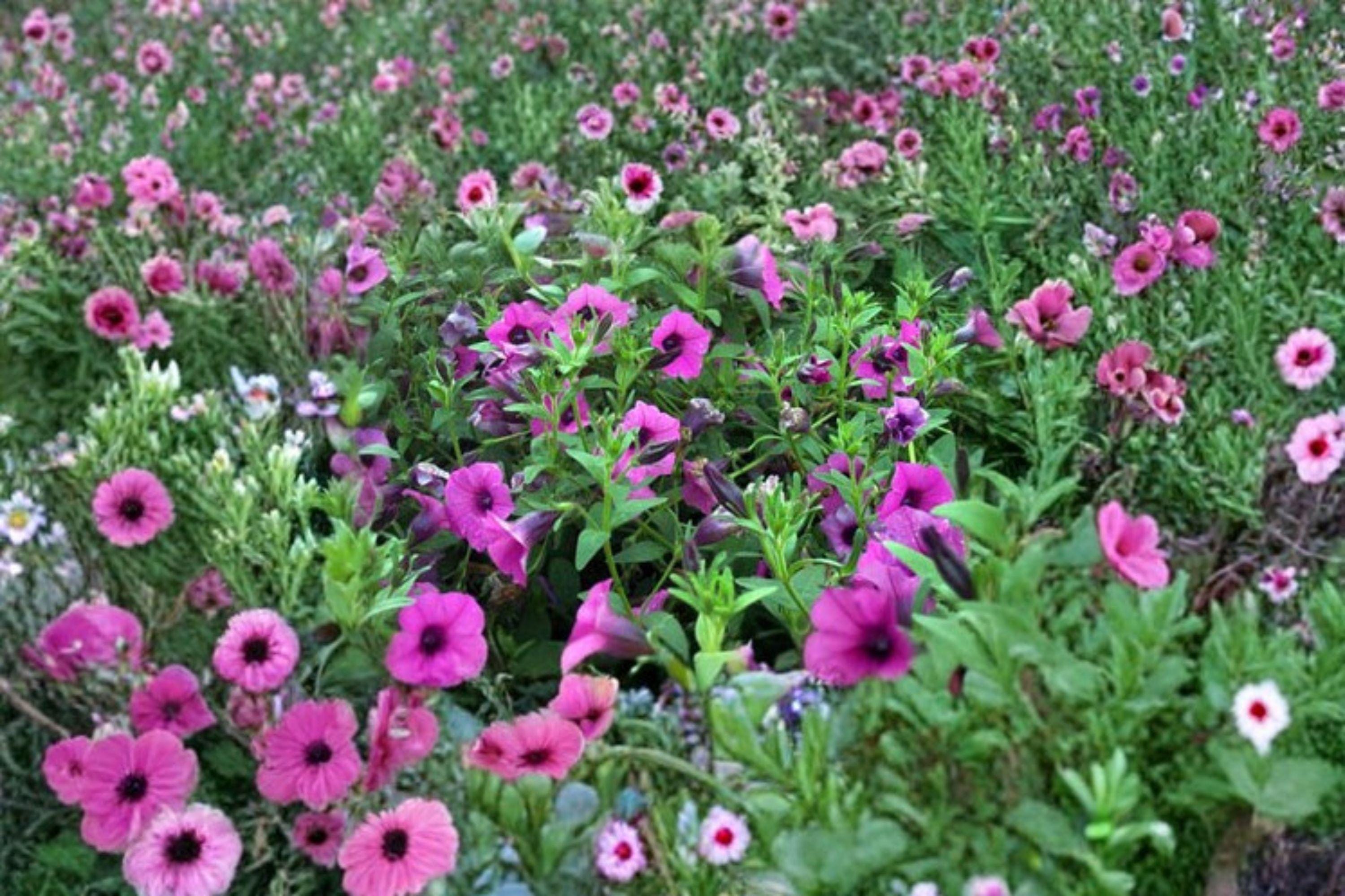 Shanin Wild Petunia – Petunia violacea 100 Seeds Fragrant Violet-Purple Blooms, Heirloom Annual, Easy Grow