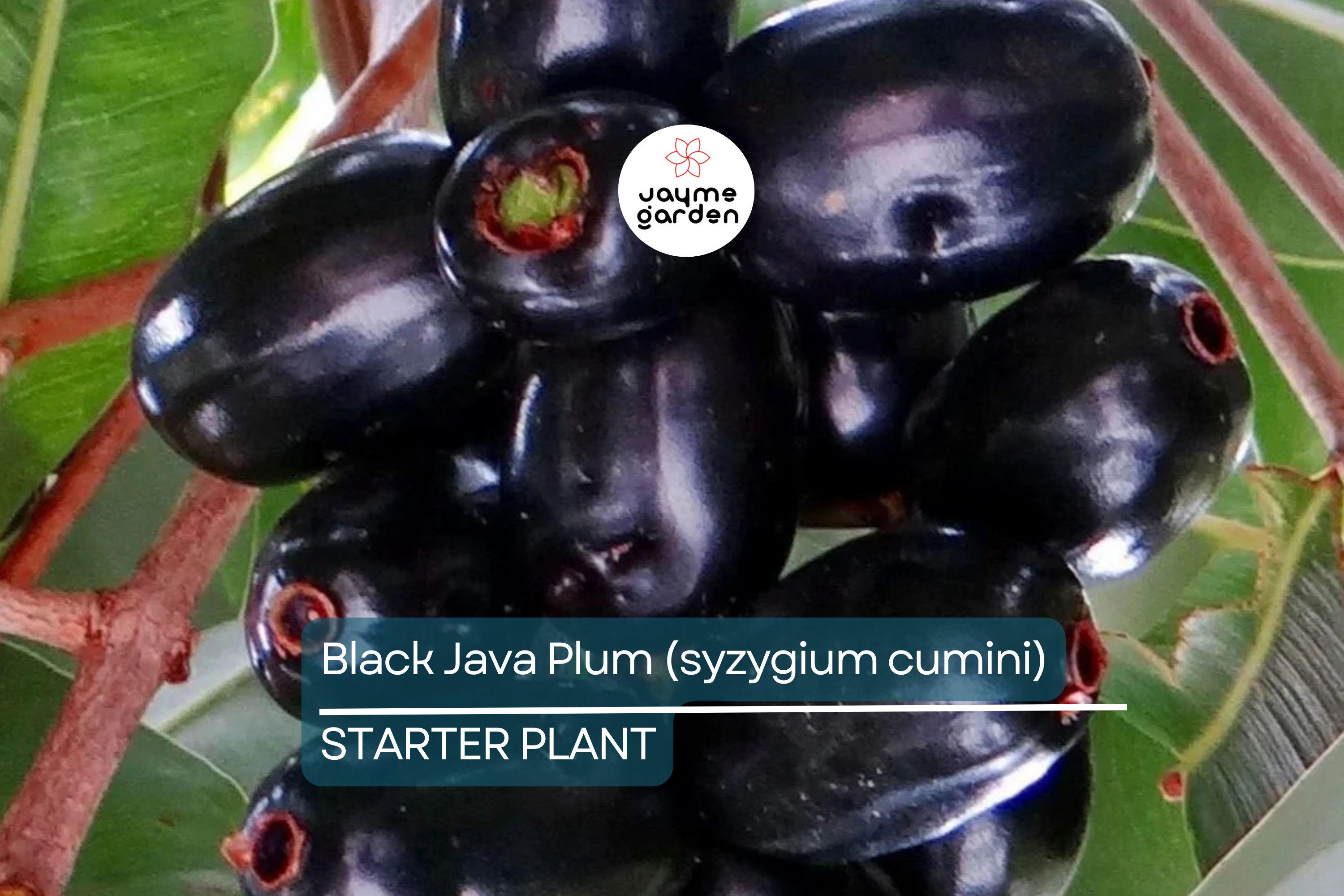 Black Java Plum (Syzygium cumini) – 12” Live Fruit Tree, Indian Jamun Plant