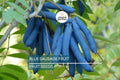 5 Blue Sausage Fruit Tree Seeds (Decaisnea fargesii) – Hardy Ornamental Shrub, 20' Tall