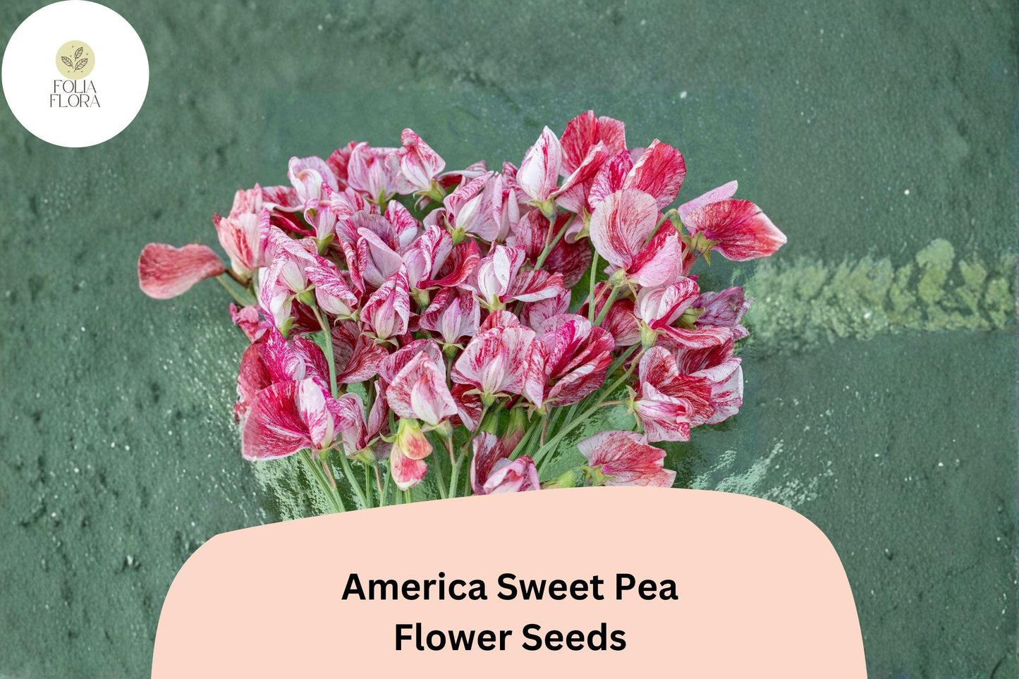 50+ America Sweet Pea Seeds for Garden Planting | Lathyrus odoratus | Red & White Bicolor Flowers