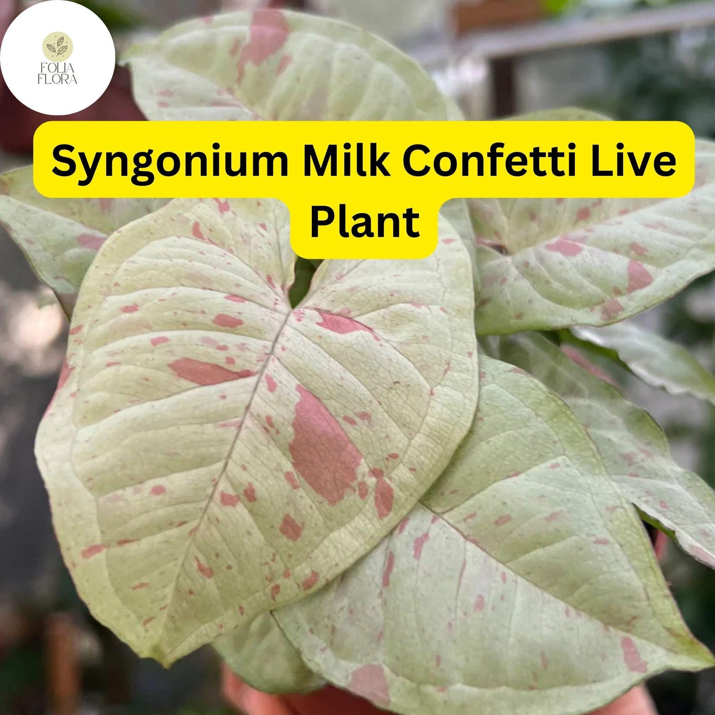 1 Syngonium podophyllum 'Milk Confetti' - Live Arrowhead Plant in 4" Pot - Well-Rooted Indoor Houseplant