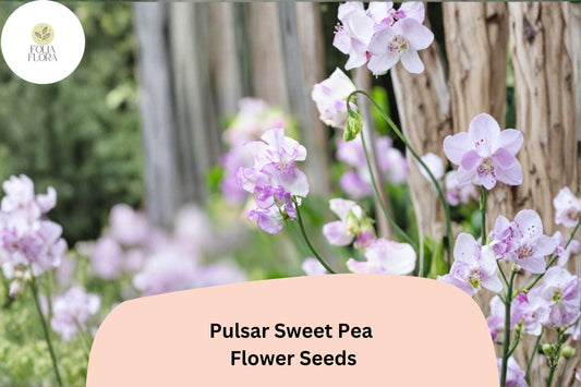 50+ Pulsar Sweet Pea Seeds | Deep Purple & White Bicolor Climbing Flowers for Garden Trellis