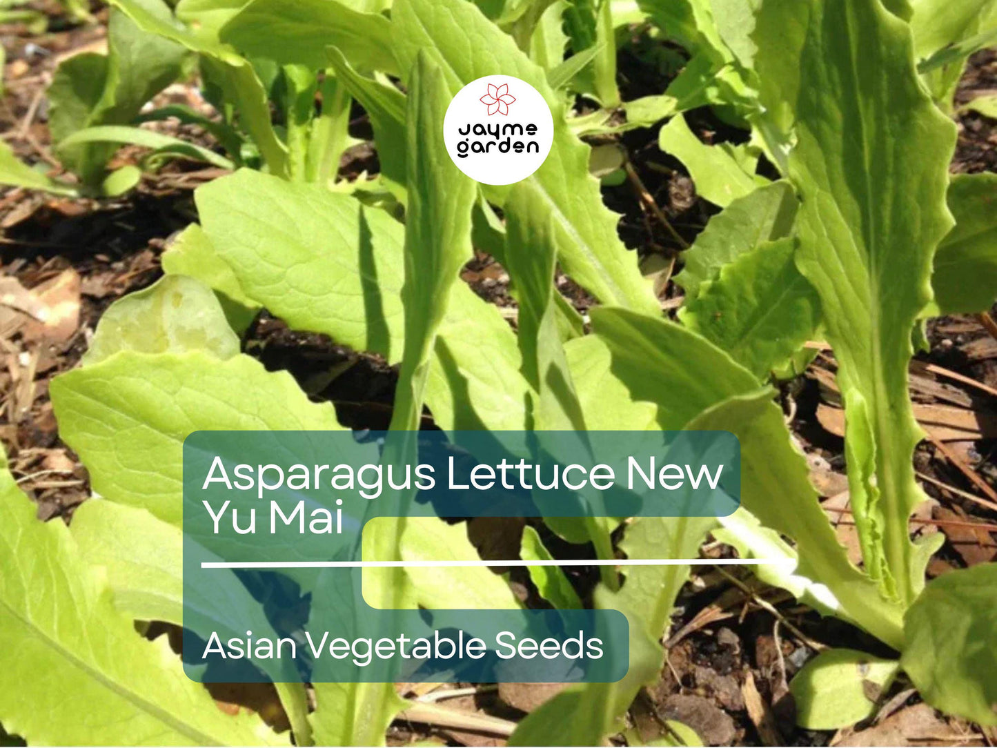 500mg Asparagus Lettuce Seeds - New Yu Mai Variety - Celtuce Heirloom Non-GMO for Crisp Stems & Leaves - Asian Greens for Garden Containers
