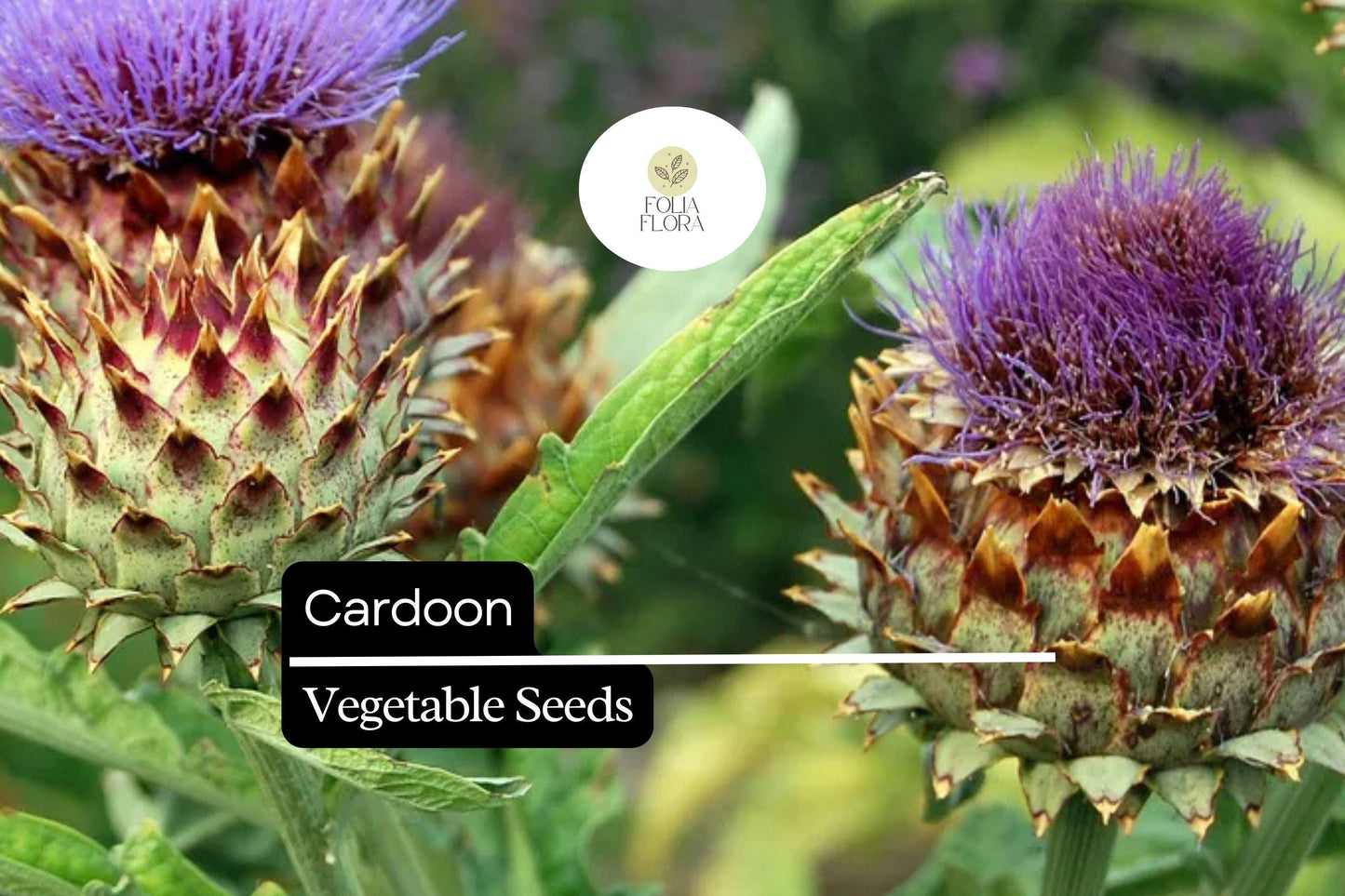 15 Seeds Cardoon, Cynara Cardunculus, Ornamental Edible Perennial with Artichoke Flavor