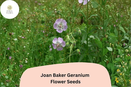 25+ Joan Baker Geranium Seeds for Garden Planting – Pink Flowers, Hardy Perennial, Easy to Grow