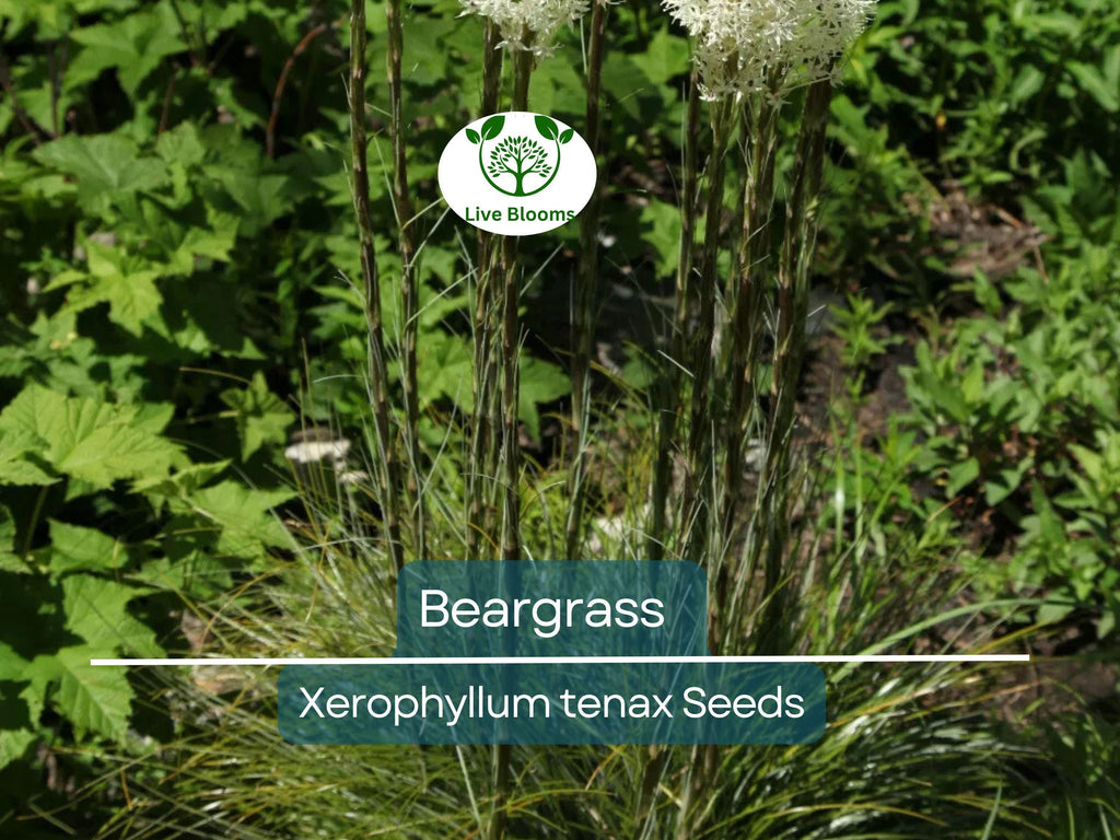 100 Beargrass Seeds WHITE TORCH LILY (Xerophyllum tenax) | Tall Flowering Perennial, Native Plant, Drought-Tolerant, Xerophyte