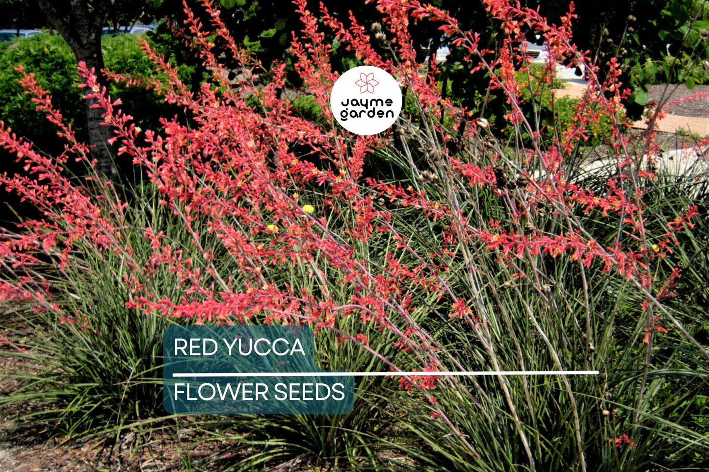 25 Red Yucca Seeds (Hesperaloe parviflora) - Drought Tolerant, 5ft Flower Spikes, Hummingbird & Butterfly Attracting