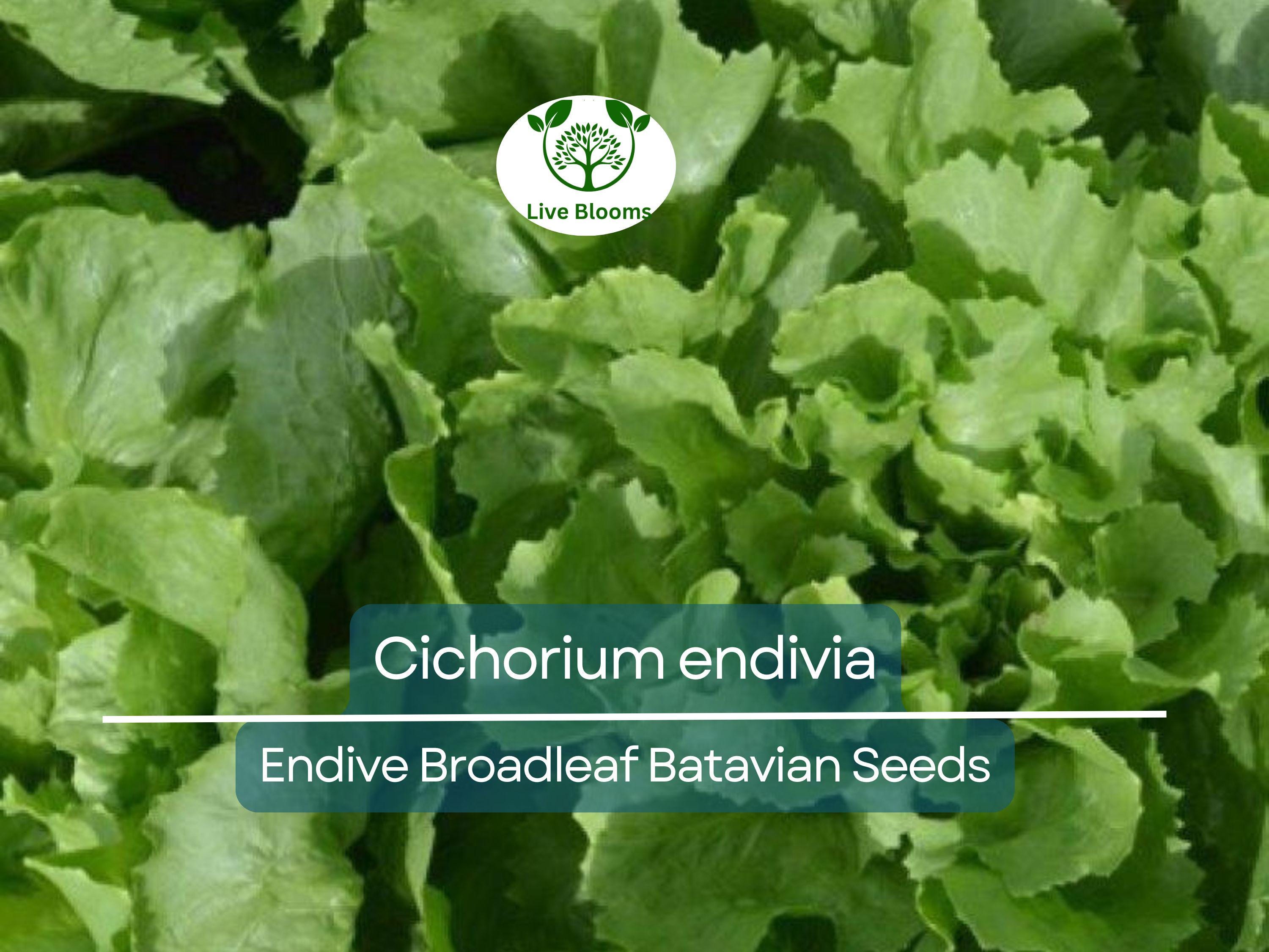 850 Seeds Endive Broadleaf Batavian (Cichorium endivia) - Non-GMO, Heirloom, Bitter Green, Easy to Grow, Perfect for Salad & Garden Planting