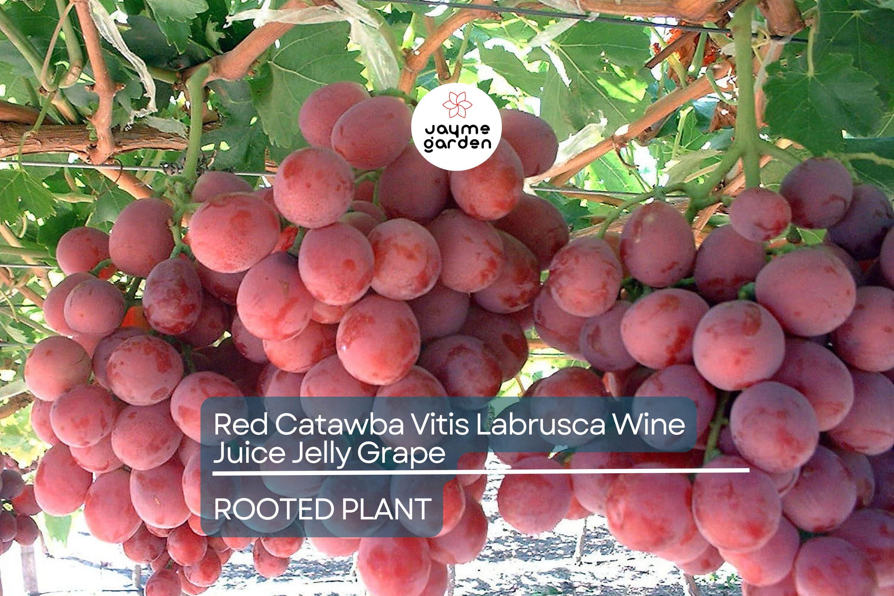 1 Organic Red Catawba Grape Vine - Vitis Labrusca - Rooted Plant, 12”+ Tall, Perfect for Wine, Juice, or Jelly