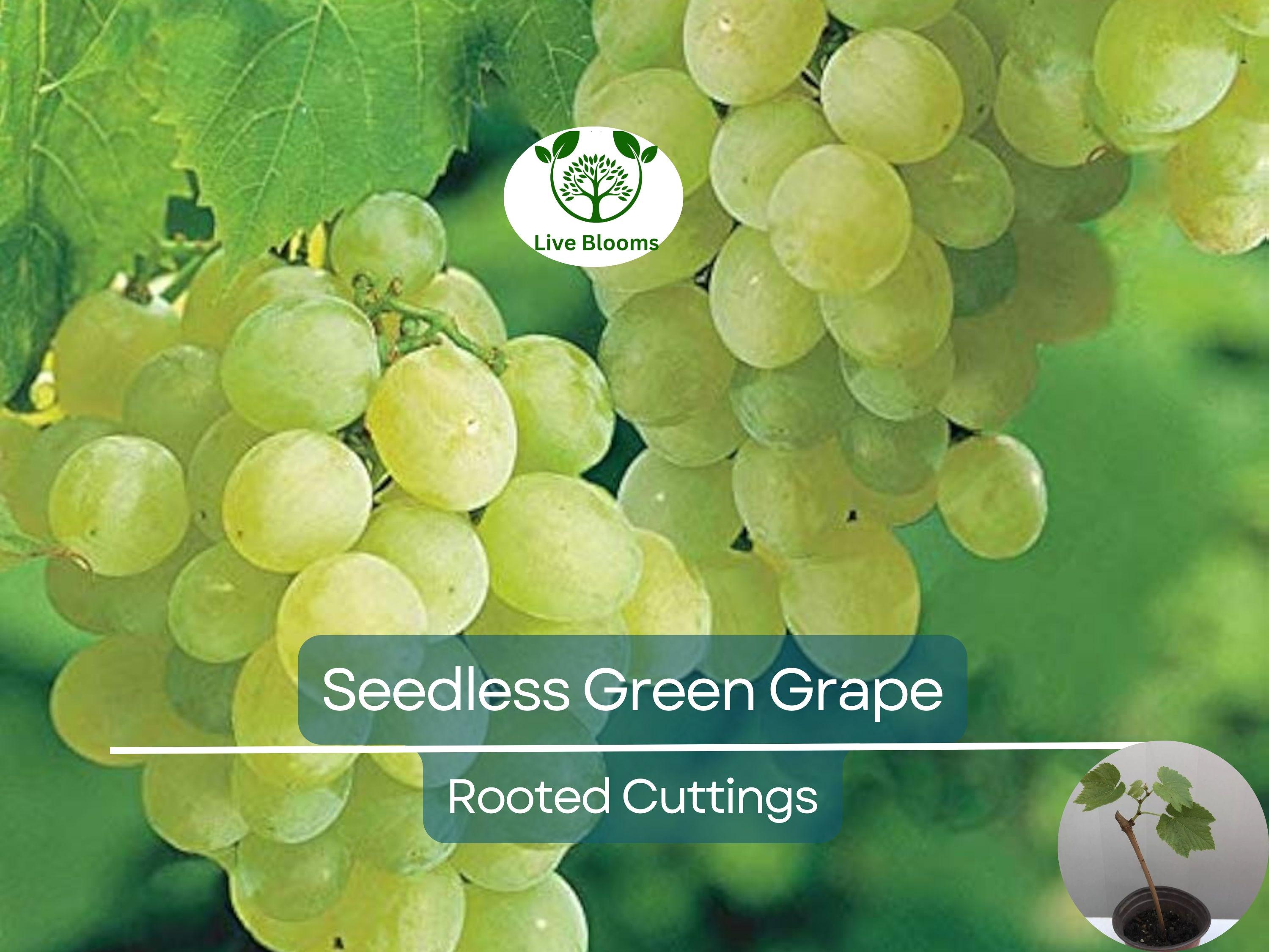 1 Green Rooted Grapes Cutting 8" Vine, Sweet Seedless Live Plant for Vineyard or Garden, Vitis vinifera, Fruit Propagation, Easy Growing