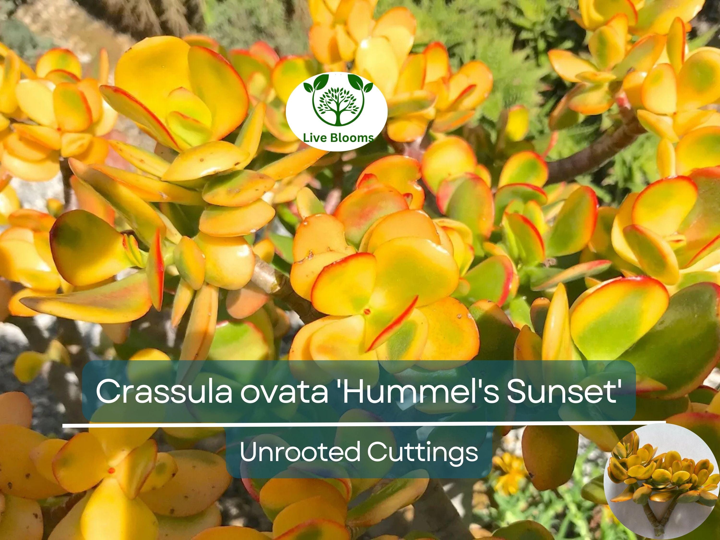 1 Golden Jade Hummels Sunset Crassula Ovata Argentea Huge Branched Cutting Unrooted 5" - Succulent, Jade Plant, Rare Plant Propagation