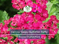 1 Yarrow Live Plant (Achillea Millefolium) Healthy Starter Plant for Pollinators | Perennial Flower for Garden, Butterflies & Bees