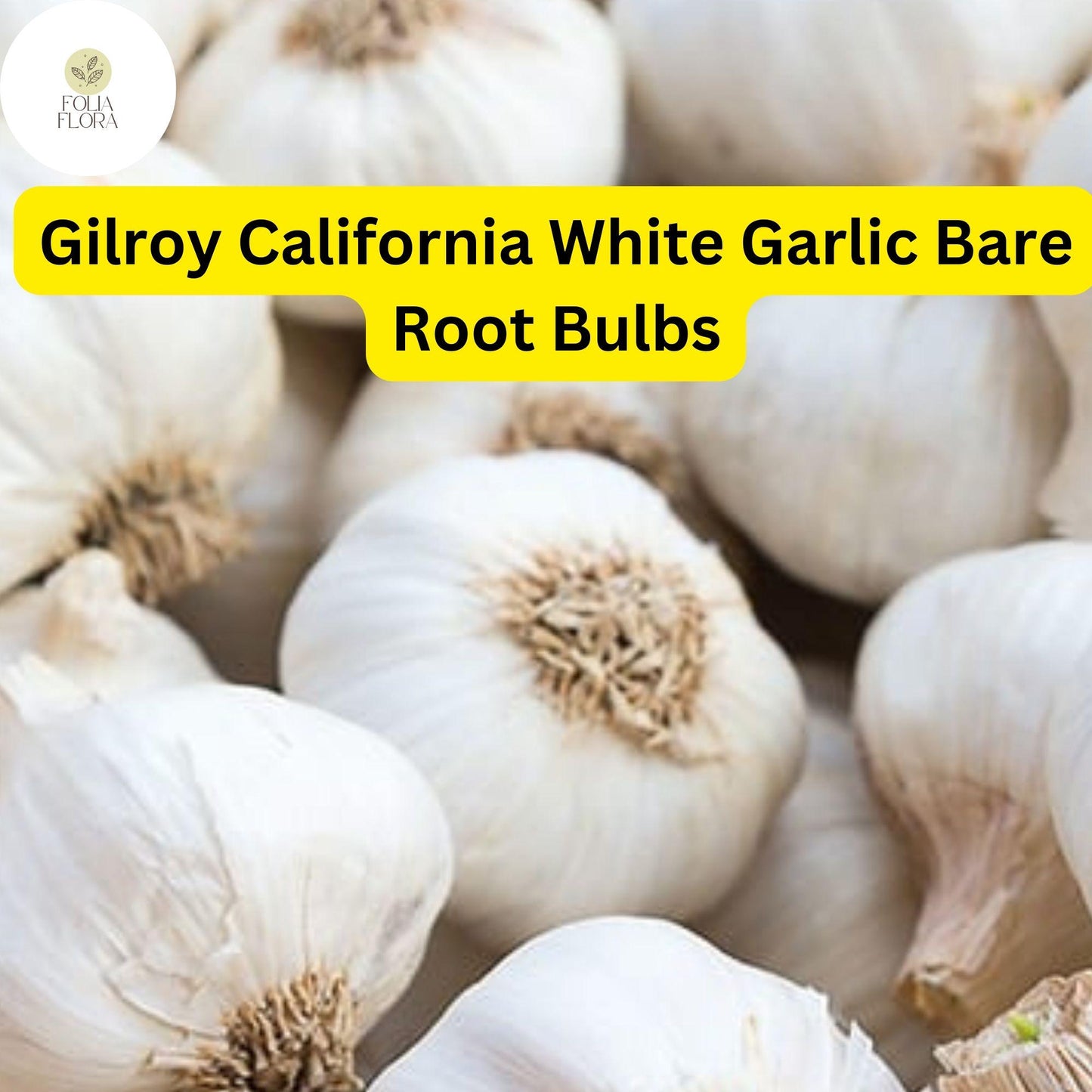 Allium Sativum Gilroy California White Garlic | 5 Bare Root Bulbs | Heirloom, Hardneck, Culinary, High-Yield, Aromatic