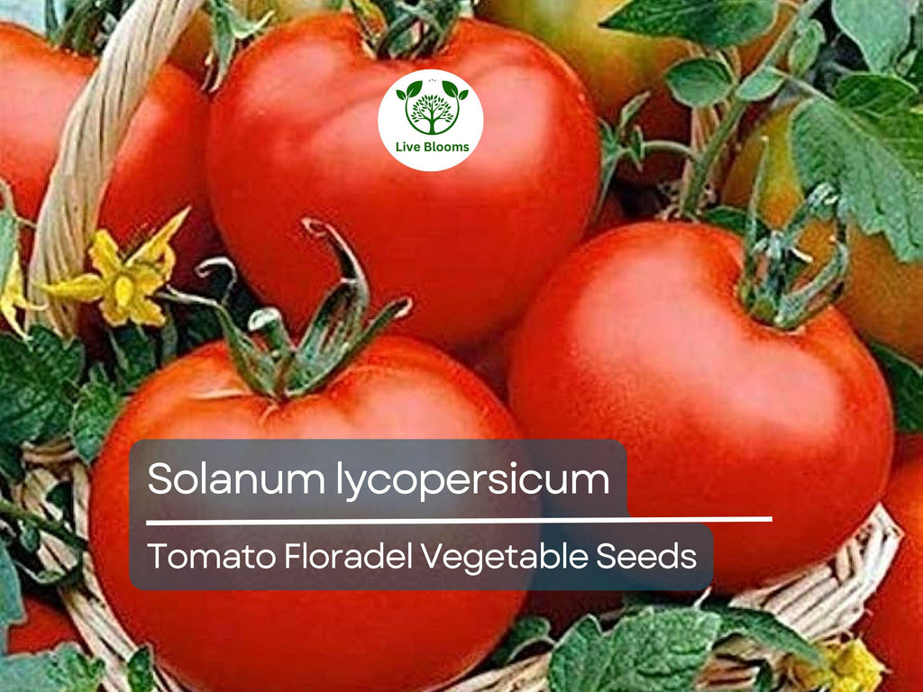 100 mg Floradel Tomato Seeds - Solanum lycopersicum | Heirloom Slicing Tomato for Planting, Gardening & Juicy Harvest