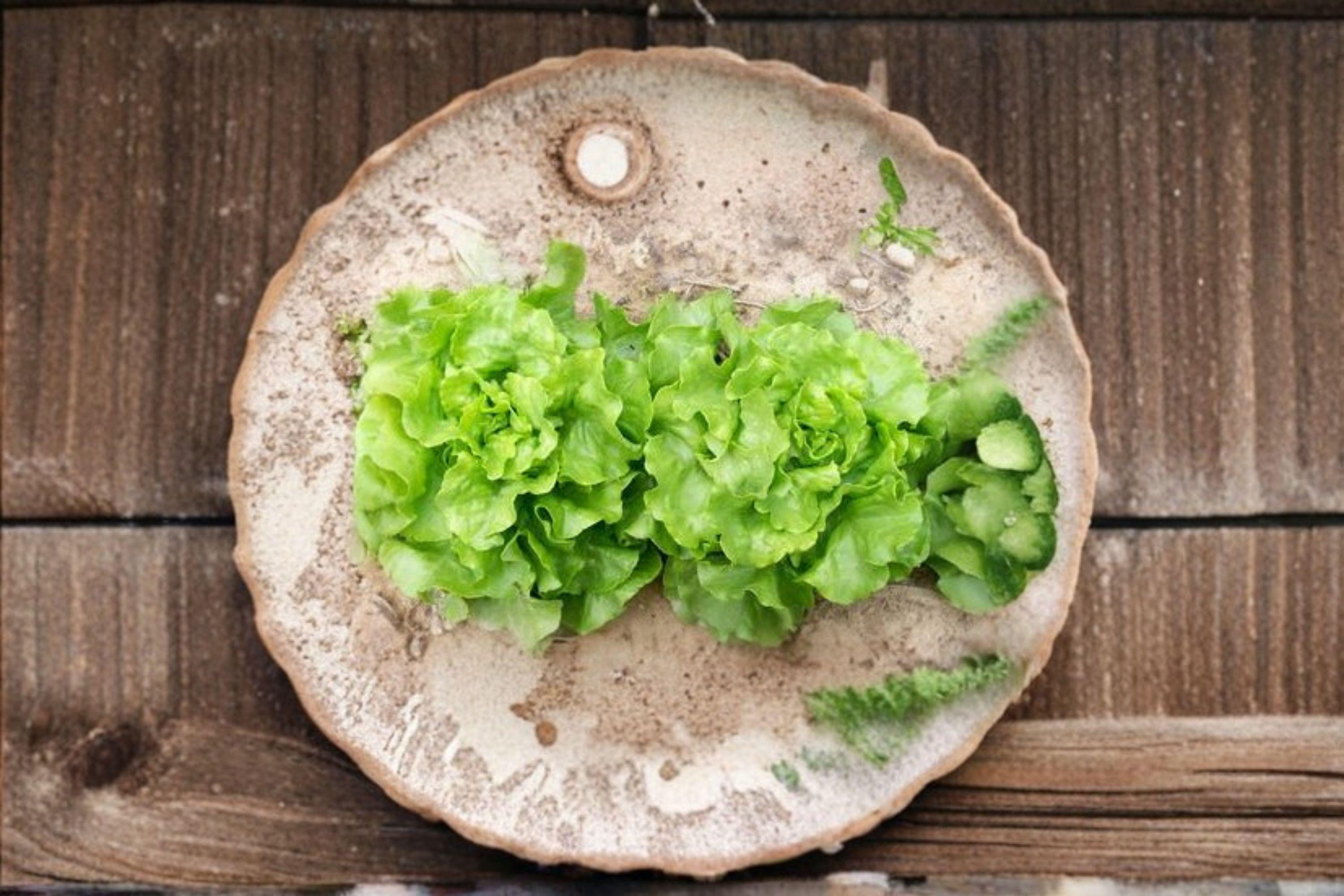 Bibb – Butterhead Lettuce 700 Seeds | Classic Butterhead Lettuce | Soft & Sweet Leaves | Garden Favorite