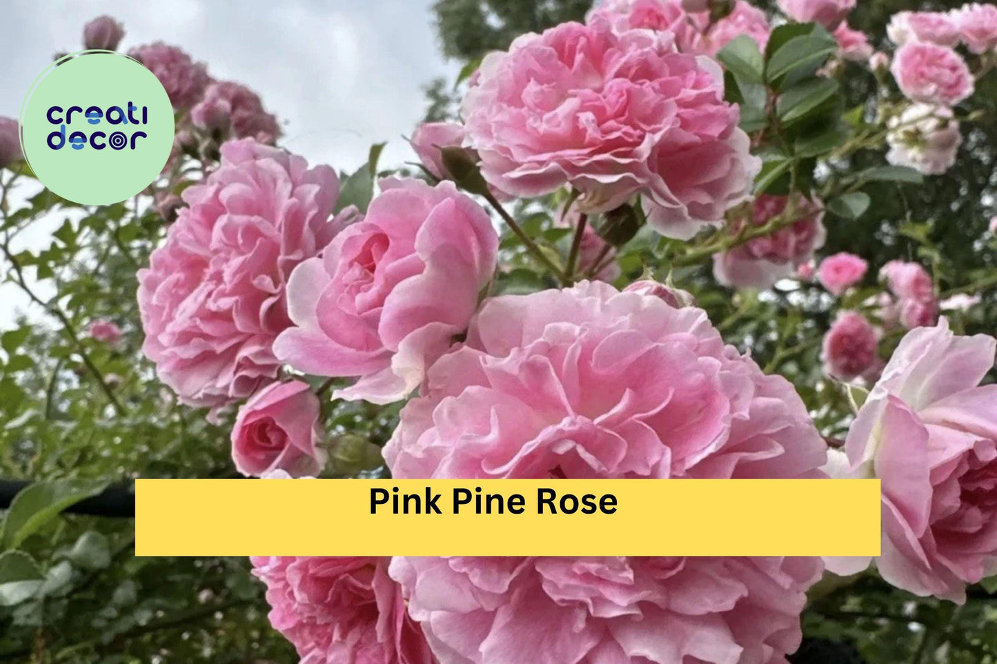 Pink Pine Climbing Rose – 5 Heirloom Rose Bush Cuttings, Guaranteed to Root, Fragrant Vintage Garden Rose Variety