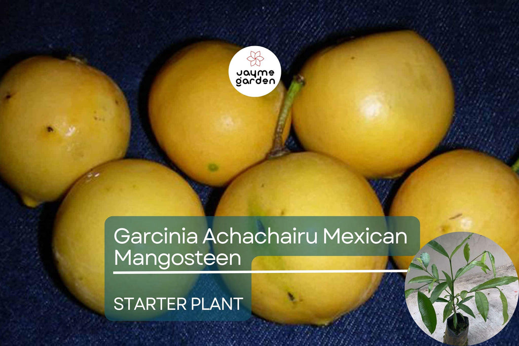 Garcinia Achachairu Starter (Mexican Mangosteen) – Exotic Tropical Fruit Tree, 10”-18” Live Plant, Sweet & Tangy Flavored Fruit