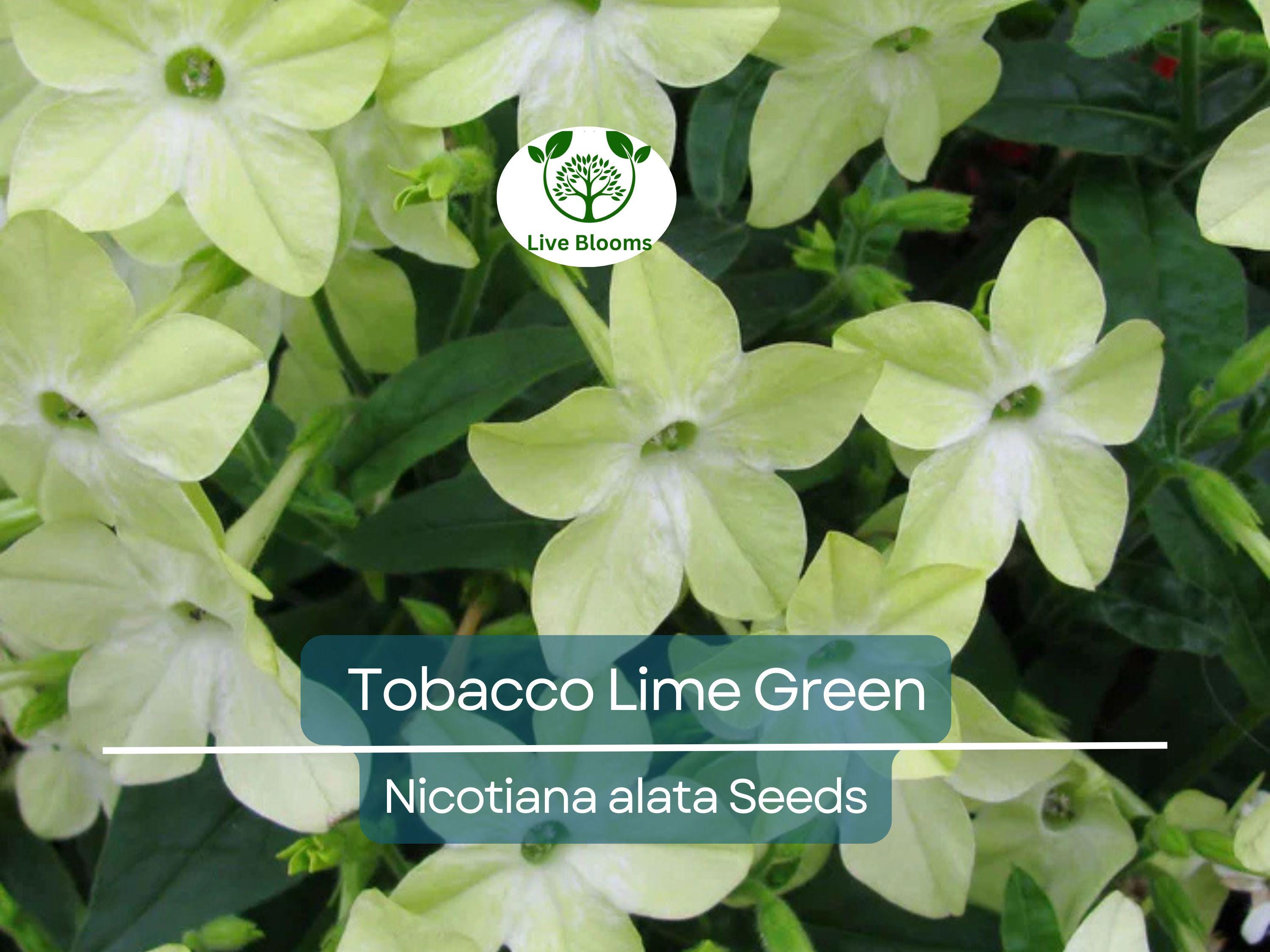 500 Seeds Tobacco Lime Green Flower Seeds, Nicotiana Pure Seed, Part-Shade, Non-GMO, Unique Green Blooms, Easy to Grow, Garden & Landscape