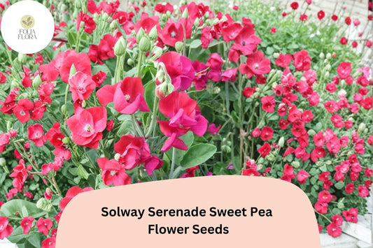 50+ Solway Serenade Semi-Dwarf Sweet Pea Seeds | Soft Pink Compact Climbing Flowers
