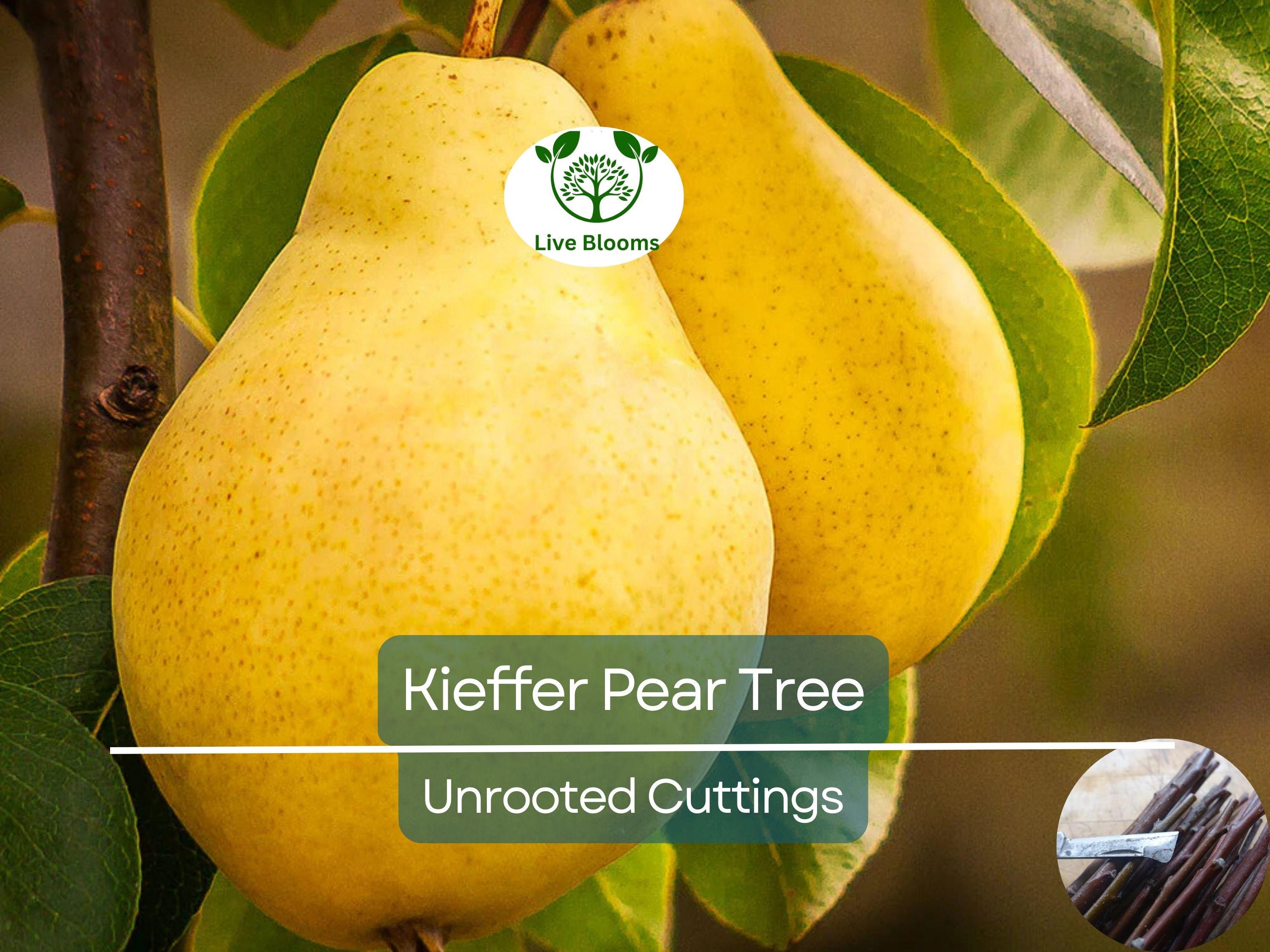 8 Kieffer Pear Scion Wood Cutting - 10-12", Pyrus calleryana, Hardy Fruit Tree, Ideal for Rooting or Grafting, Fruit Tree Propagation