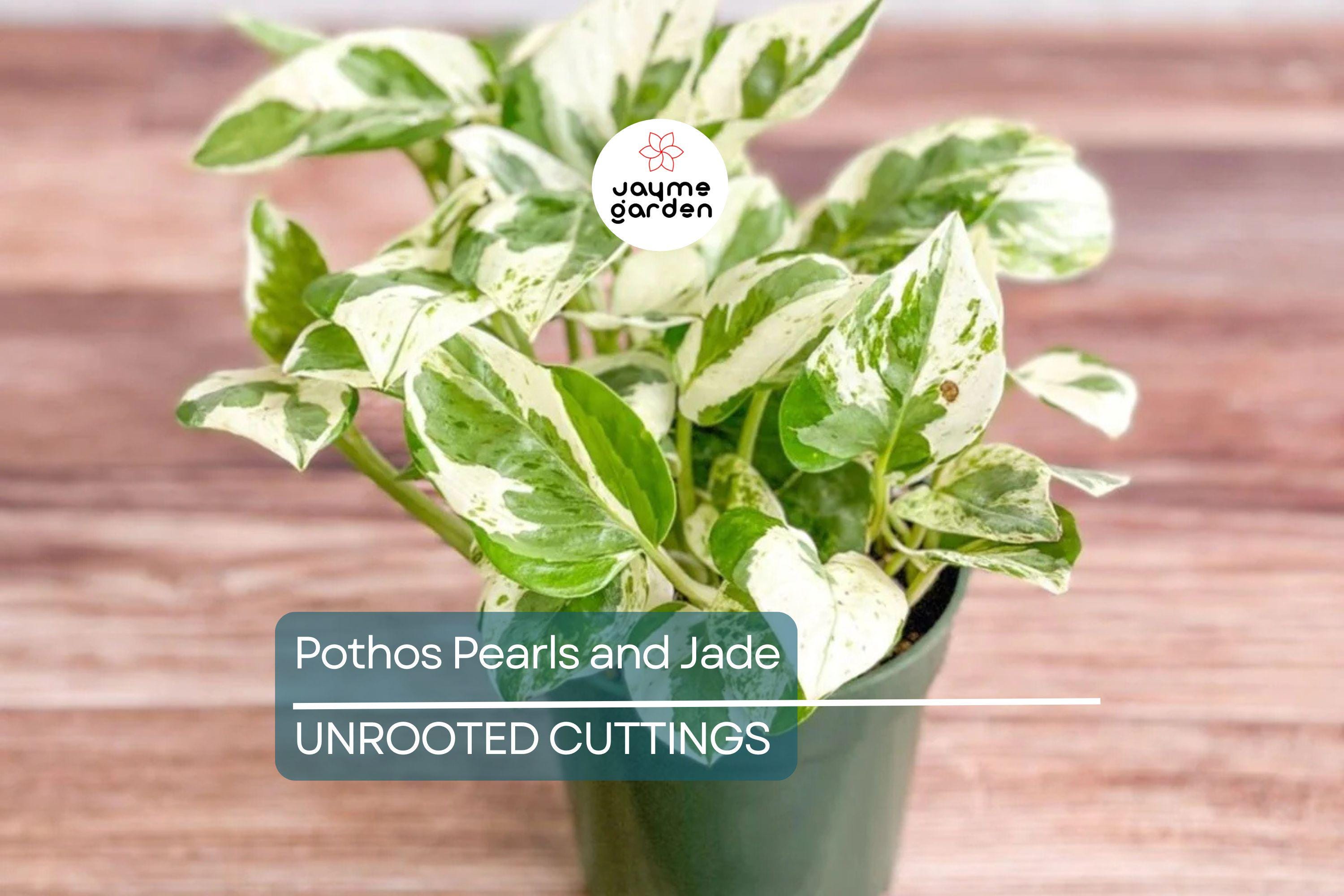 Pothos Pearls and Jade – 3 Cuttings, Variegated Devil’s Ivy, Easy Indoor Houseplant