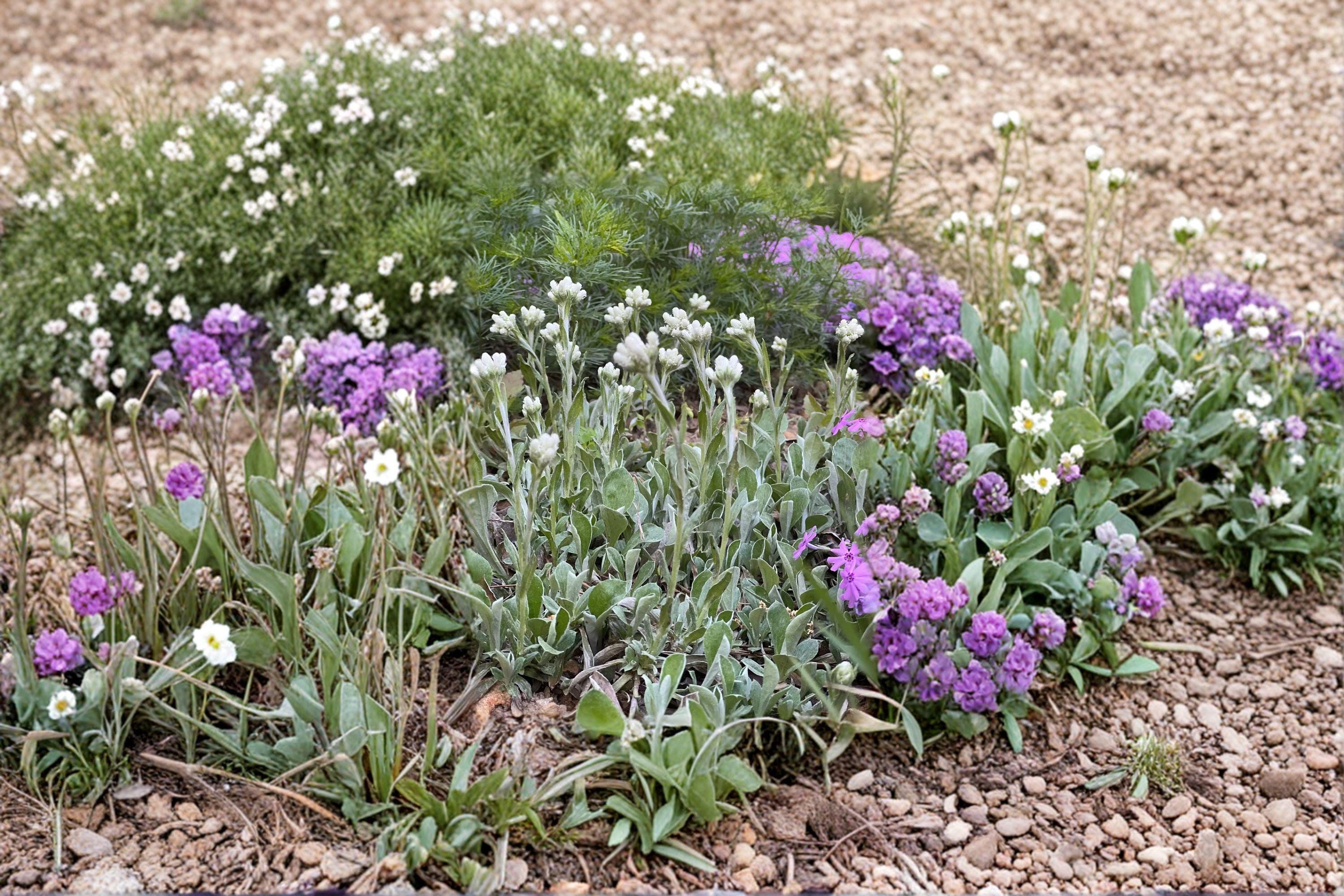 Pussytoes – Antennaria plantaginifolia / parvifolia Seeds | 100 Seeds | Native Ground Cover Wildflower