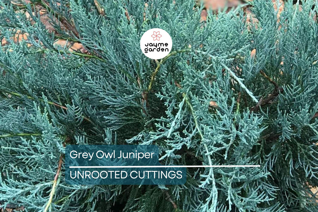 10 Fresh Cuttings Grey Owl Spreading Juniper (5-7") - Silvery Grey Evergreen Shrub, Drought Tolerant