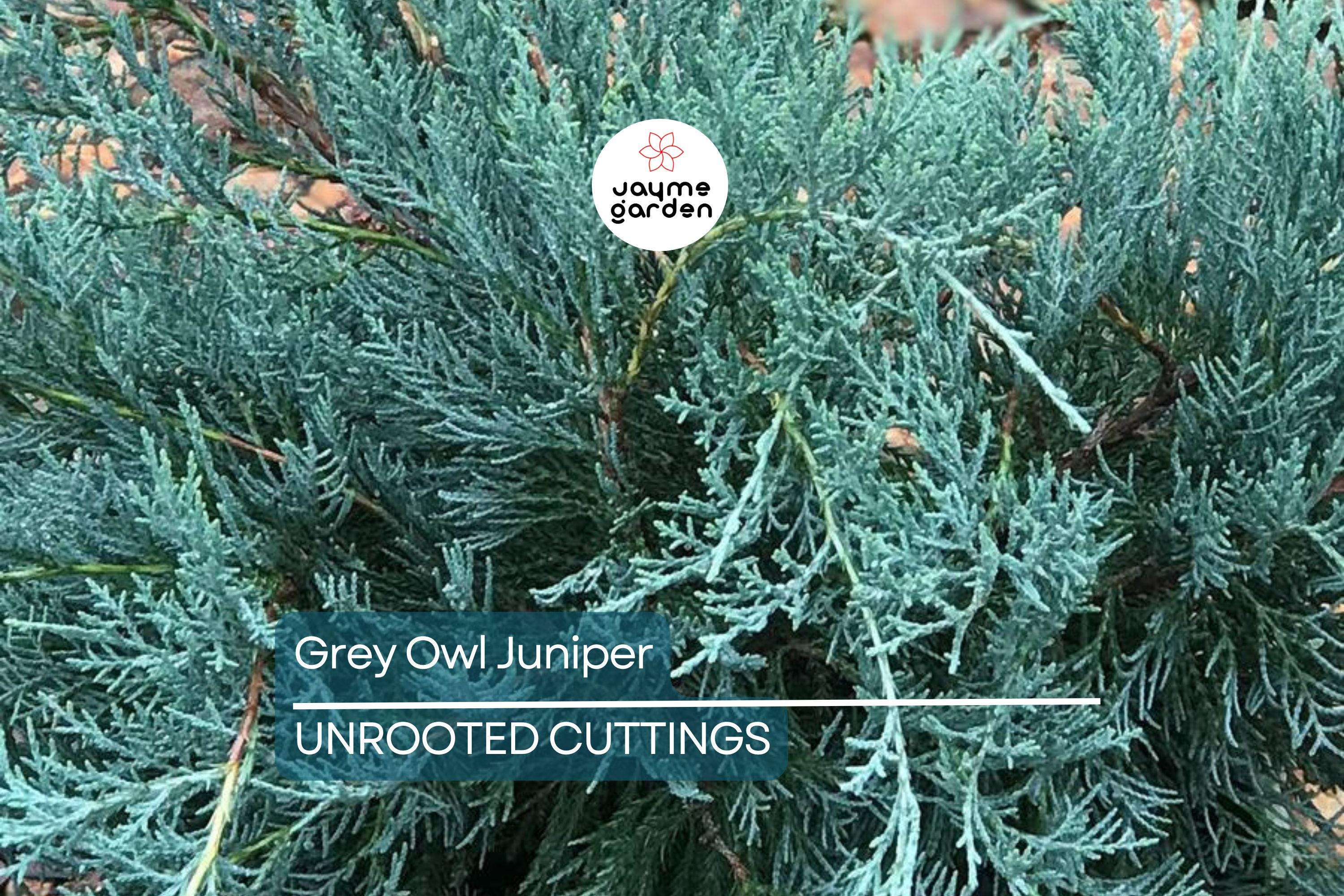 10 Fresh Cuttings Grey Owl Spreading Juniper (5-7") - Silvery Grey Evergreen Shrub, Drought Tolerant