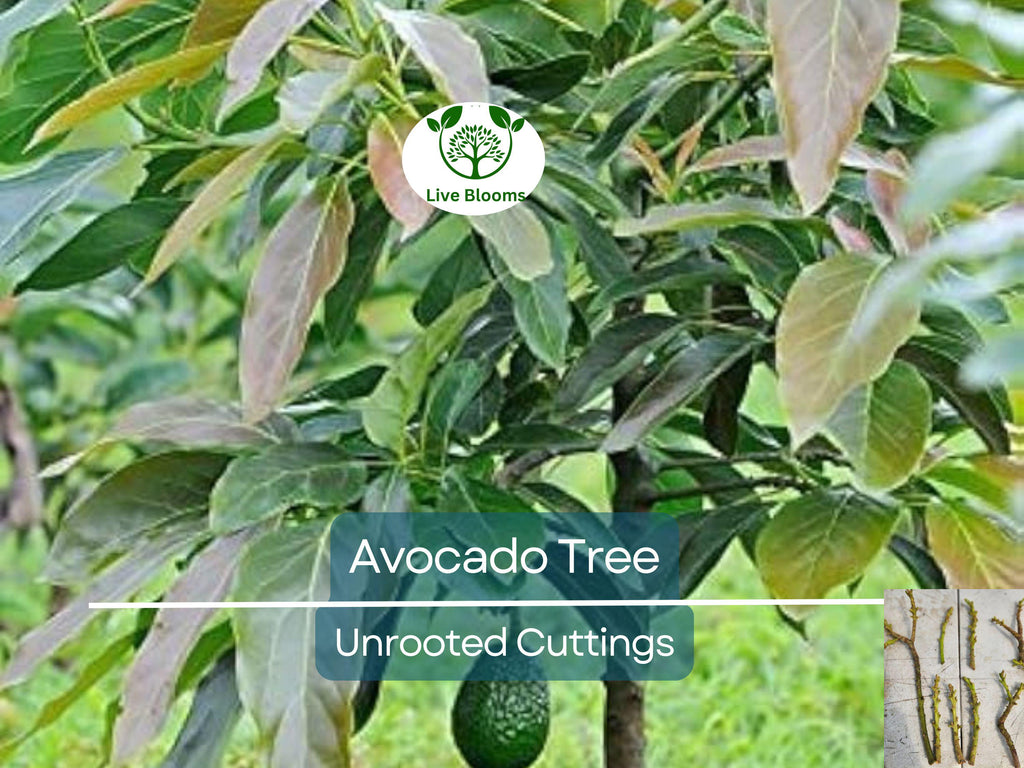 4 Pcs Combo Scions Bacon & Fuerte Avocado Tree Unrooted Cuttings, 2 PCS of Each Variety, Grafting, Home Garden, Fruit Tree, Grow Avocados
