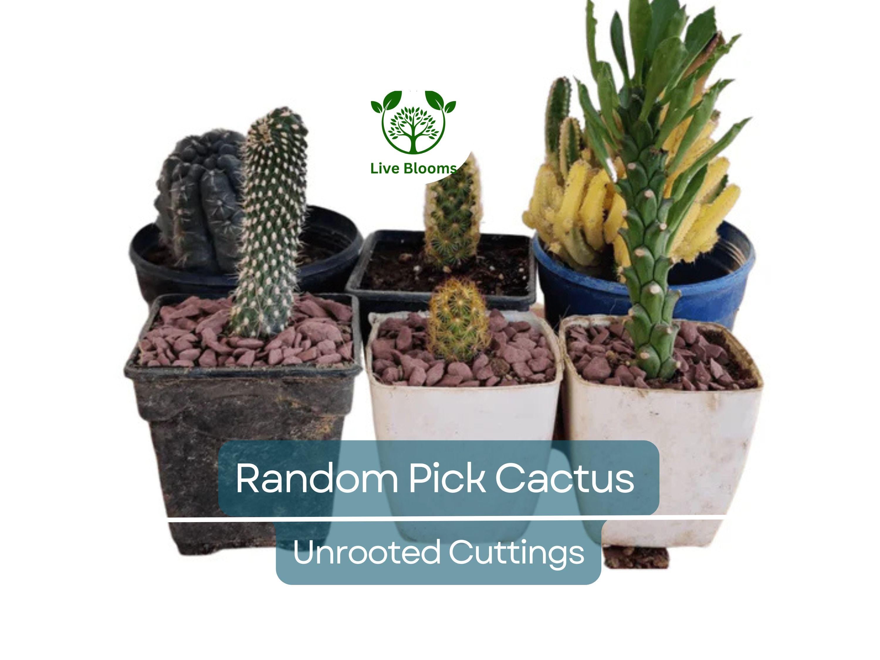 Lot of 10 Varieties Random Pick Cactus Unrooted Cuttings Bundle - Assorted Succulent Cuttings, Perfect for Propagation & Collection