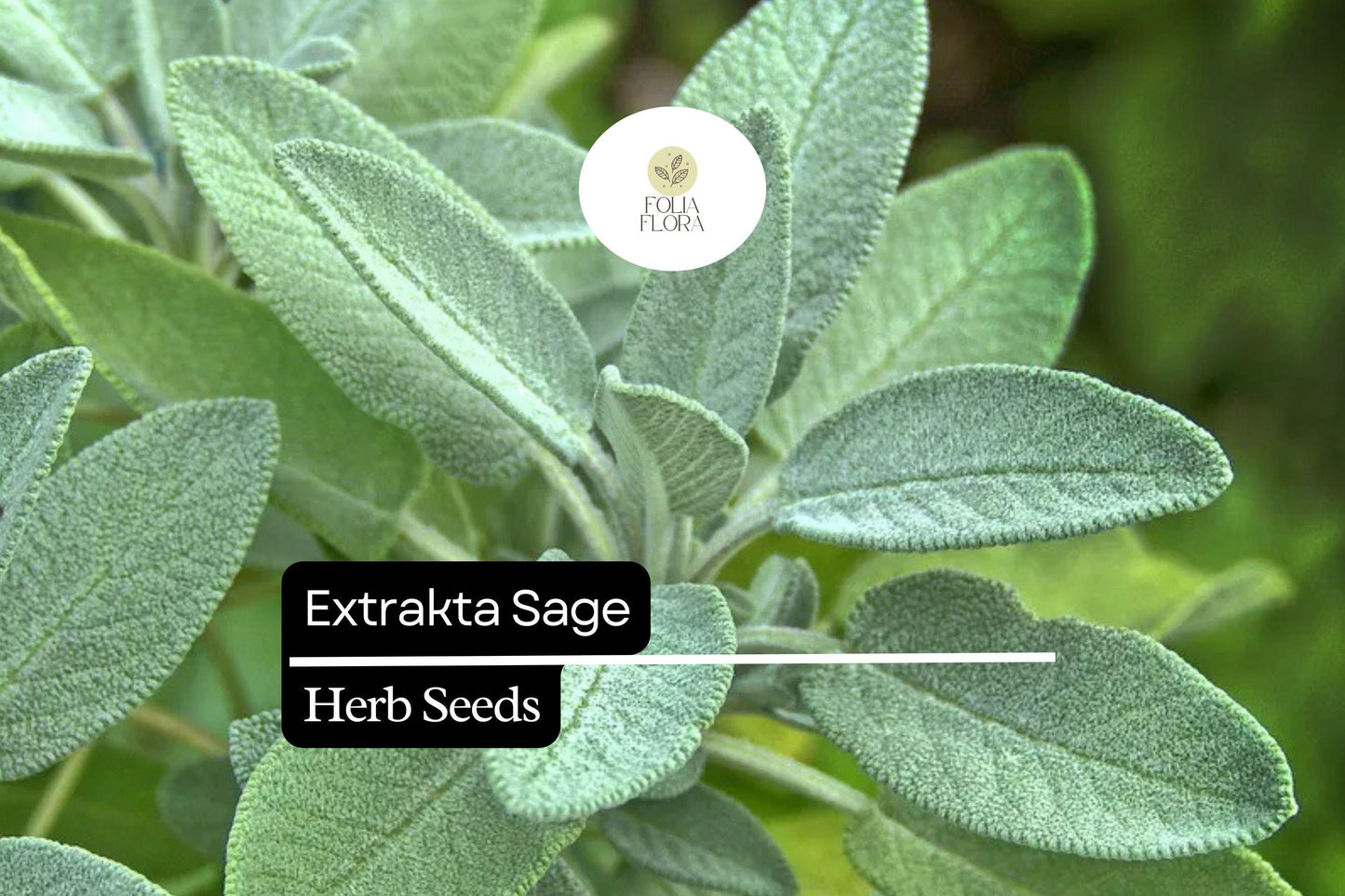 50 Seeds Extrakta Sage (Salvia officinalis) – Aromatic Culinary Herb for Cooking