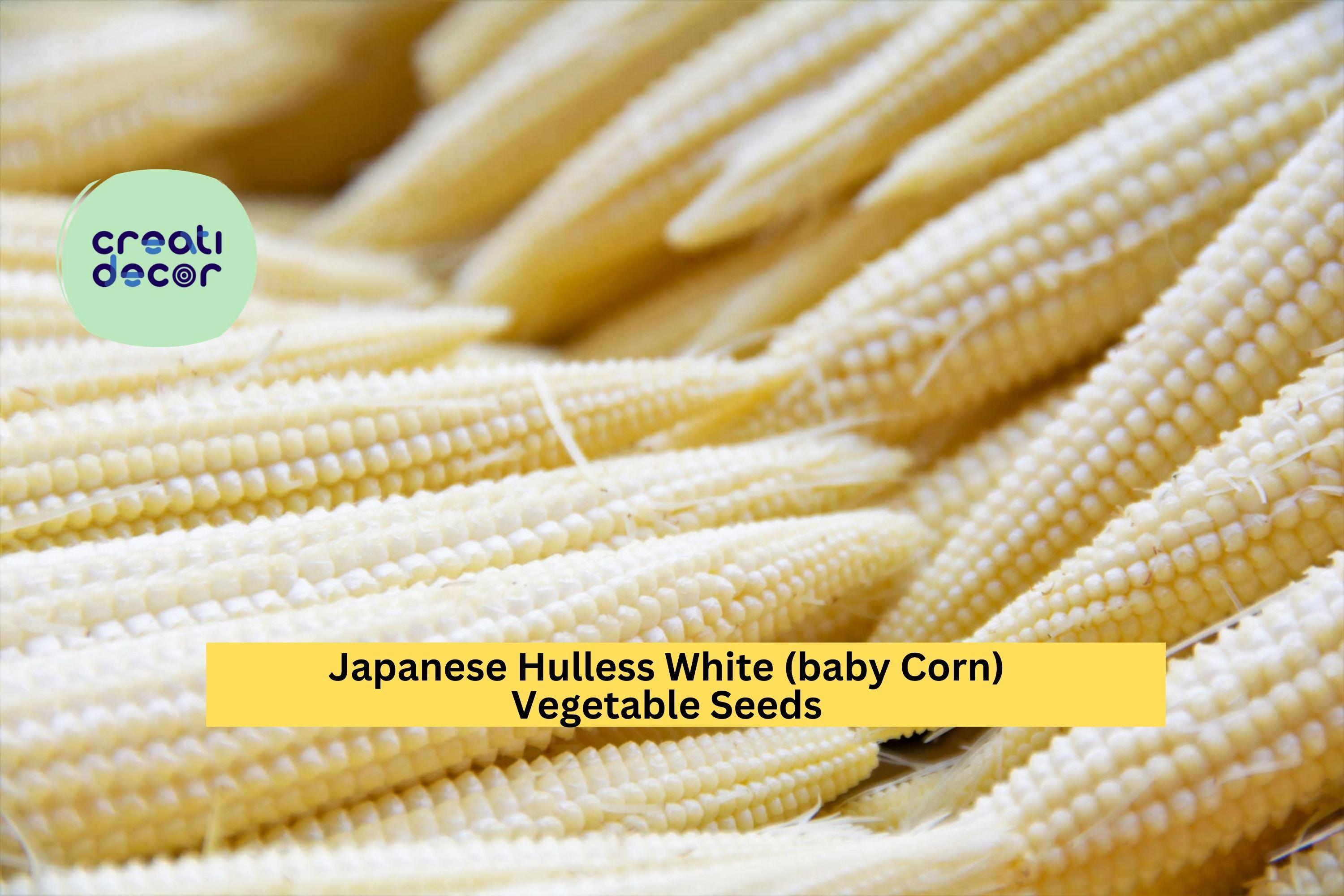 3pcs x 5g Japanese Hulless White Popcorn Seeds – Baby Corn Variety for Garden Rows, Homestead, or Backyard Growing Seeds for Planting