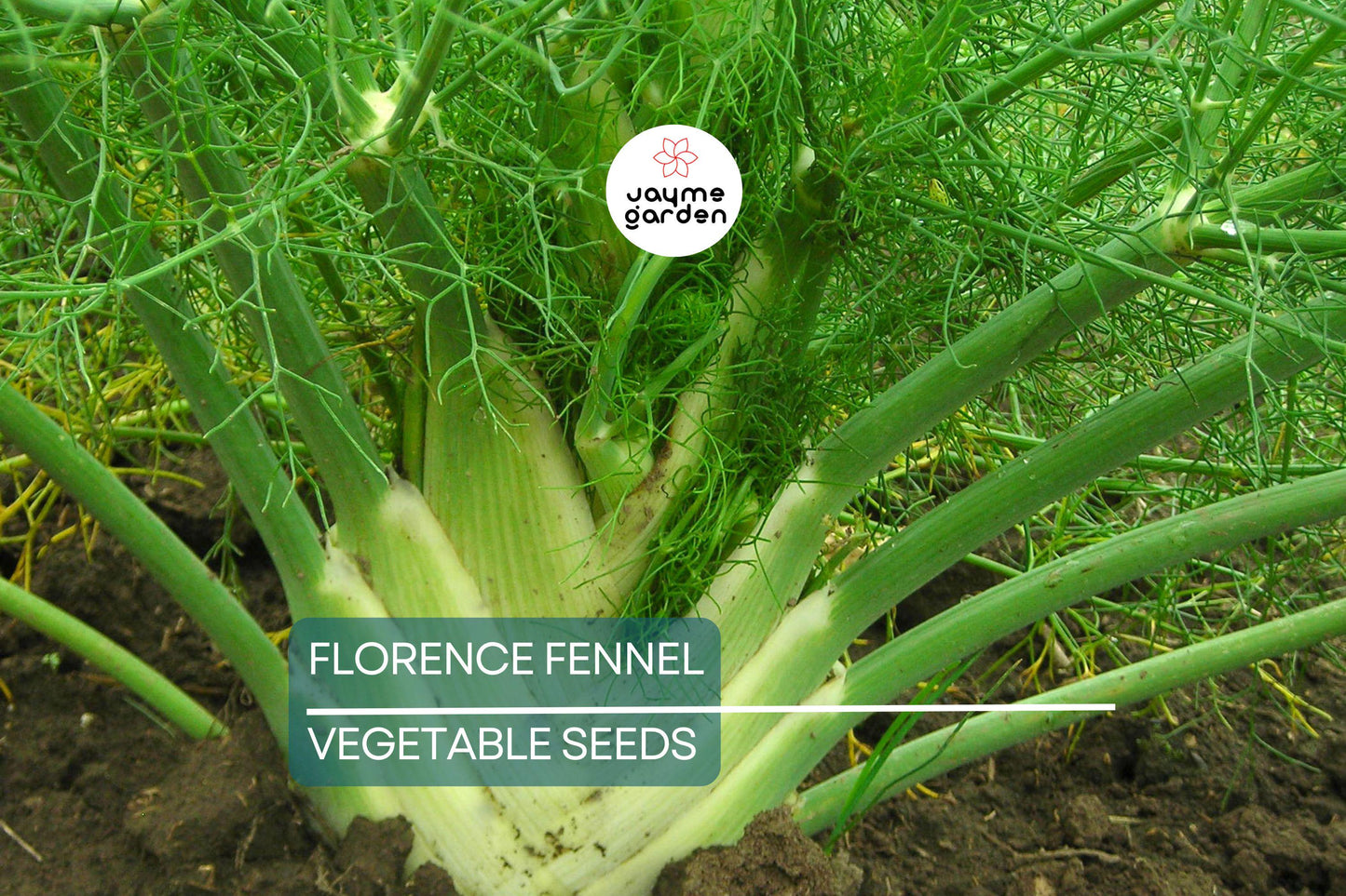 400 Florence Fennel Seeds – Non-GMO, Heirloom Herb & Vegetable | USA Seller, Free Shipping