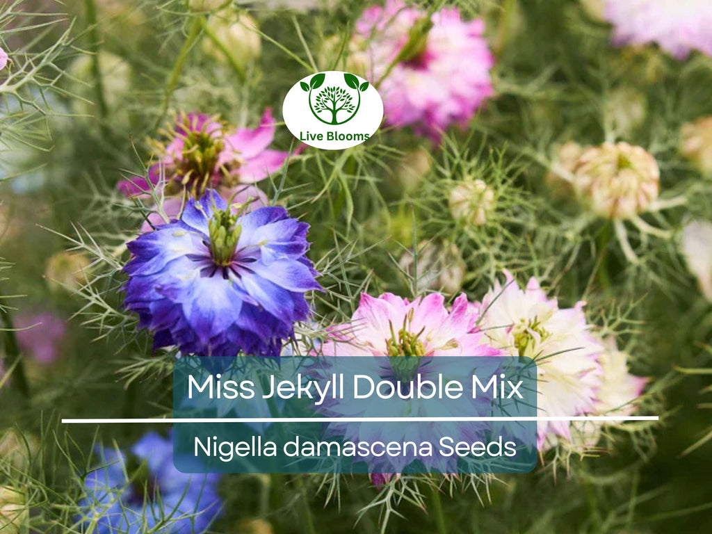 200 Love-in-a-Mist Seeds - Miss Jekyll Double Mix | Nigella damascena, Cottage Garden Flower, Non-GMO, Heirloom, Pollinator Friendly