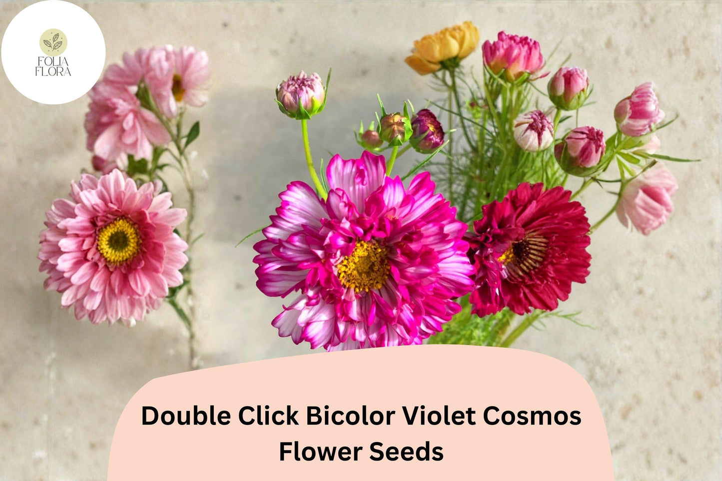 200+ Double Click Bicolor Violet Cosmos Seeds | Cosmos Bipinnatus Purple White Double Flower Seeds