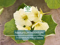 10 Nasturtium Moonlight Seeds, Creamy White Edible Flowers, Heirloom, Non-GMO, Beautiful Garden & Salad Flowers, Organic Healthy