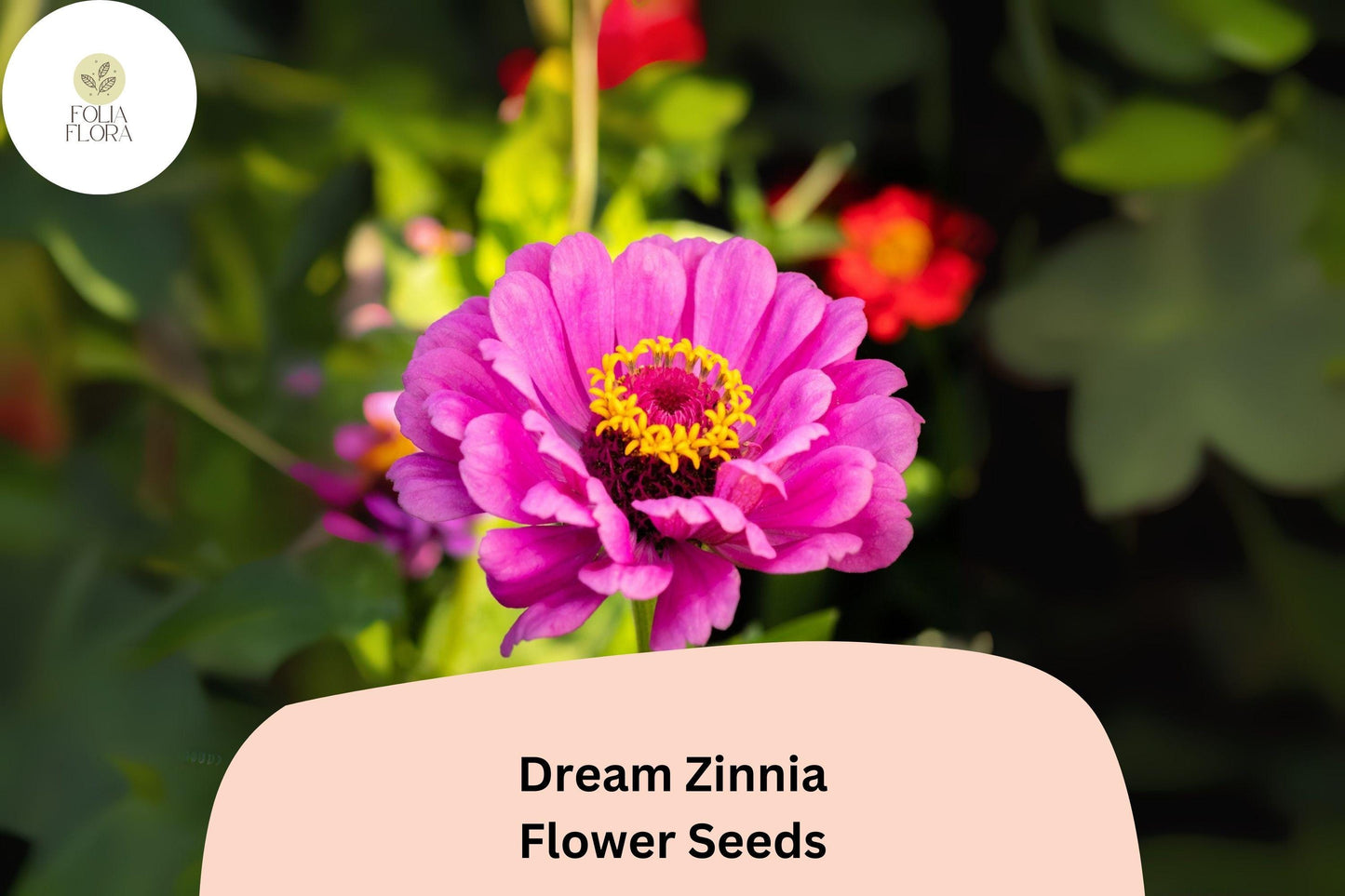 100+ Dream Zinnia Seeds – Soft Pink Blooms for Summer Gardens, Borders & Cut Flowers