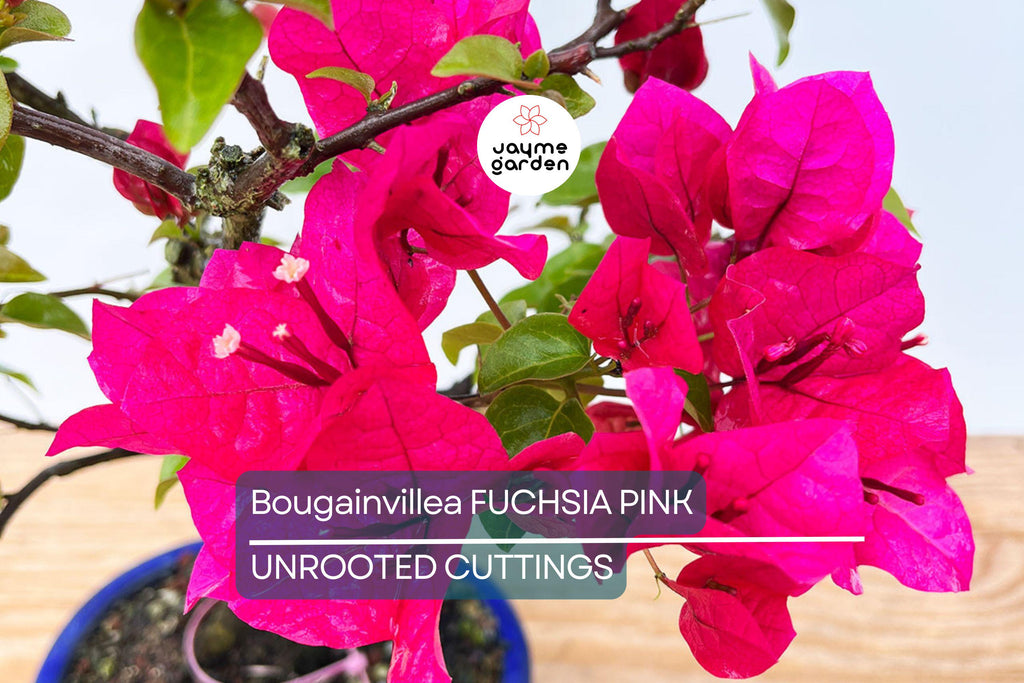 Bougainvillea Fuchsia Pink – 7 Live 6" Unrooted Cuttings, Vibrant Flowering Vine for Garden