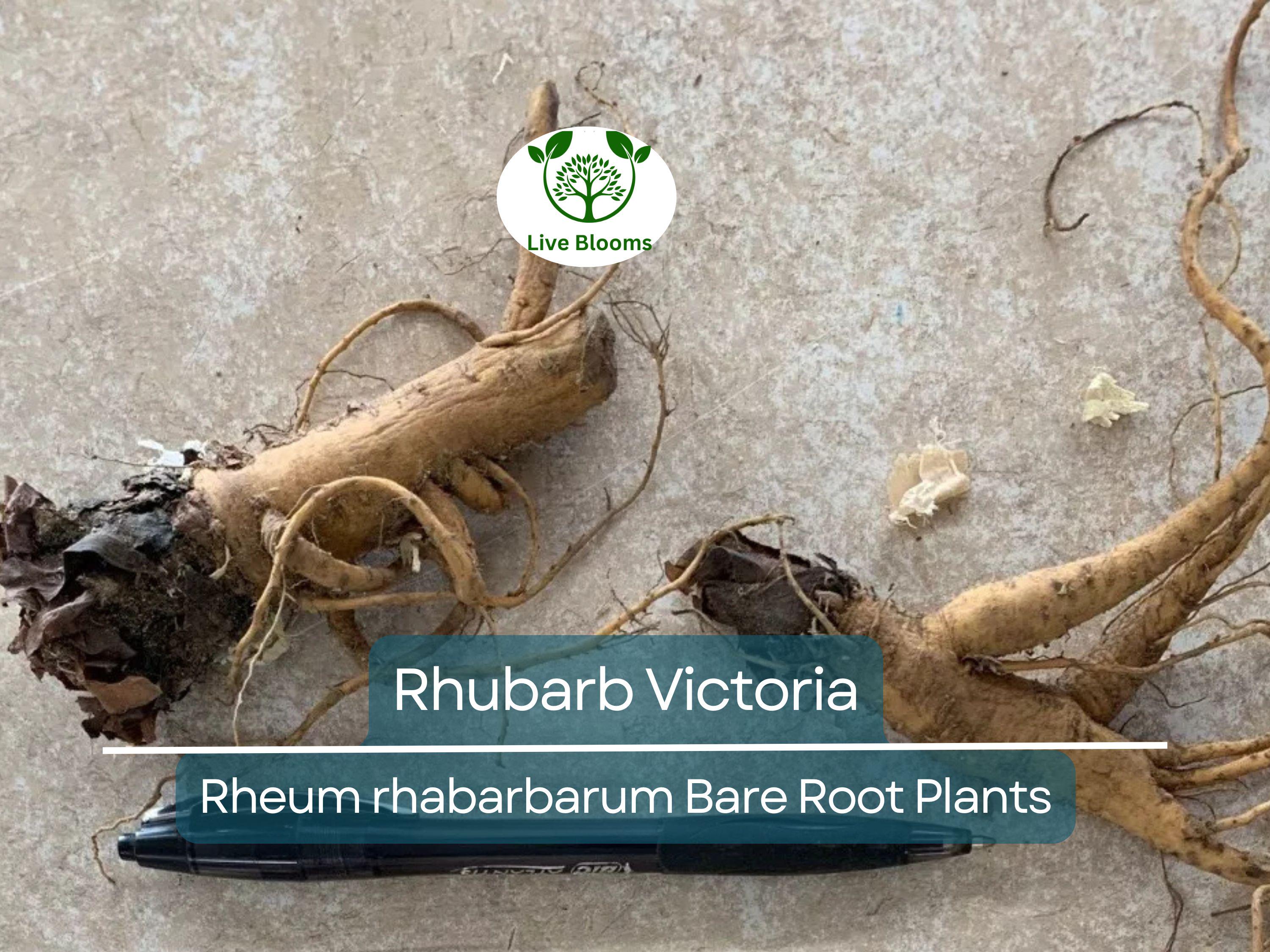 1 Rhubarb Victoria Bare Root Plant – Heirloom Perennial Vegetable for Garden – Easy to Grow, Tart Stalks, Organic Garden Favorite