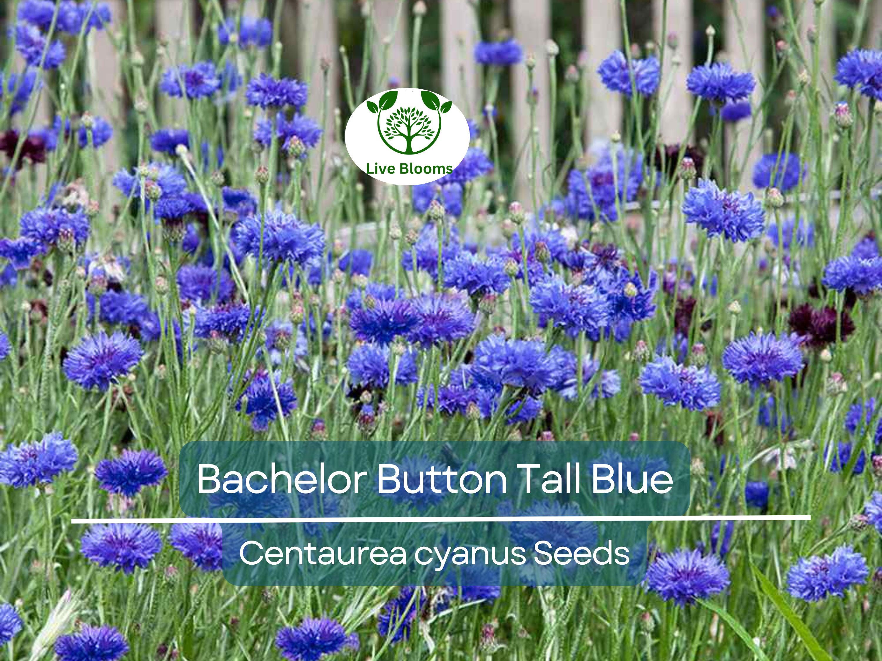 400 Cornflower Seeds, Bachelor Button Tall Blue, AAS Winner, Heirloom, Non-GMO, Vibrant Blue Flowers, Pollinators, Garden Blooms