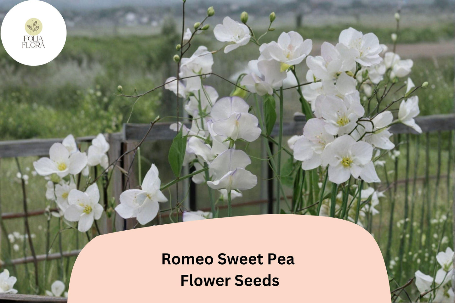 Romeo Sweet Pea Seeds | Lathyrus odoratus White Blooms Garden Planting (50+ Seeds)