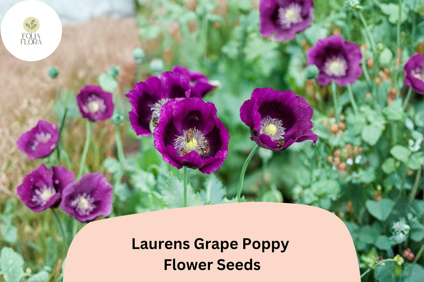 200+ Lauren’s Grape Poppy Seeds for Garden Planting – Deep Purple Blooms, Easy to Grow Annual Flowers