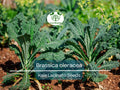 250 Kale Lacinato Seeds for Planting – Dinosaur Kale Brassica oleracea – Nutritious, Hearty Greens for Cooking, Smoothies, & Healthy Recipes