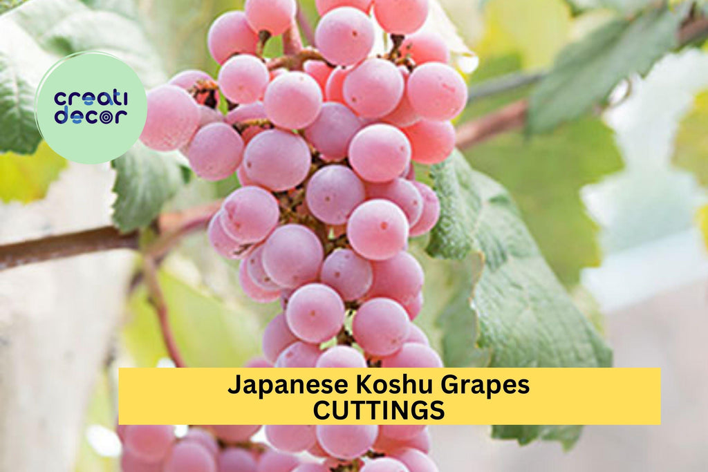 5 Organic Koshu Grape Cuttings – Super Rare Japanese Variety for Grafting or Rooting, Hardy White Wine Grape – USA