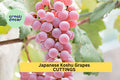 5 Organic Koshu Grape Cuttings – Super Rare Japanese Variety for Grafting or Rooting, Hardy White Wine Grape – USA
