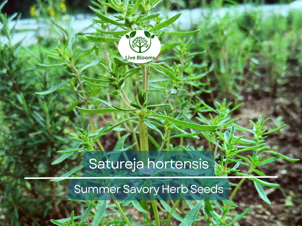 500 Summer Savory Seeds for Planting - Satureja hortensis - Fresh Herb for Cooking, Garden, Mediterranean Dishes, & Herbal Teas